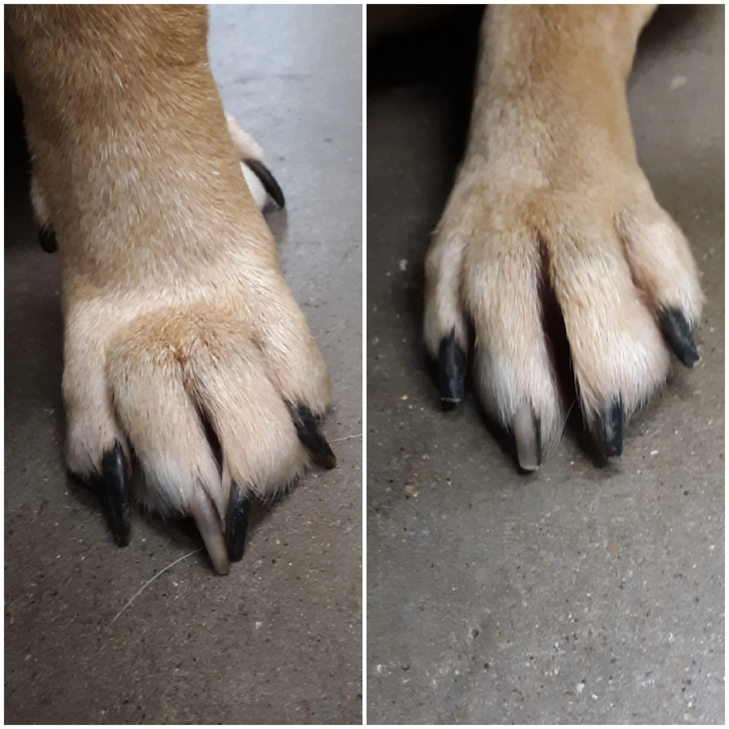 seattle dog nail trim only