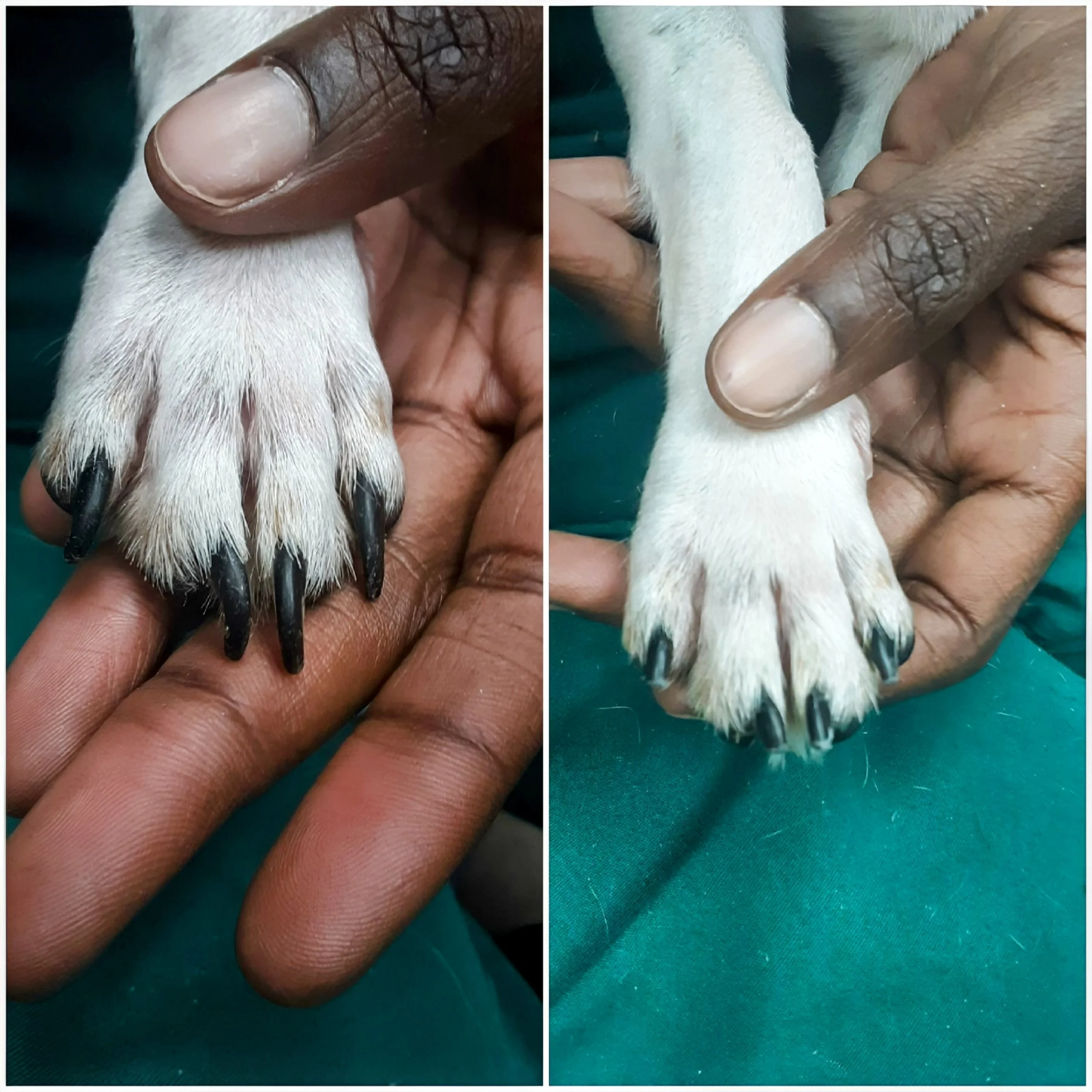 small dog nail trim at home