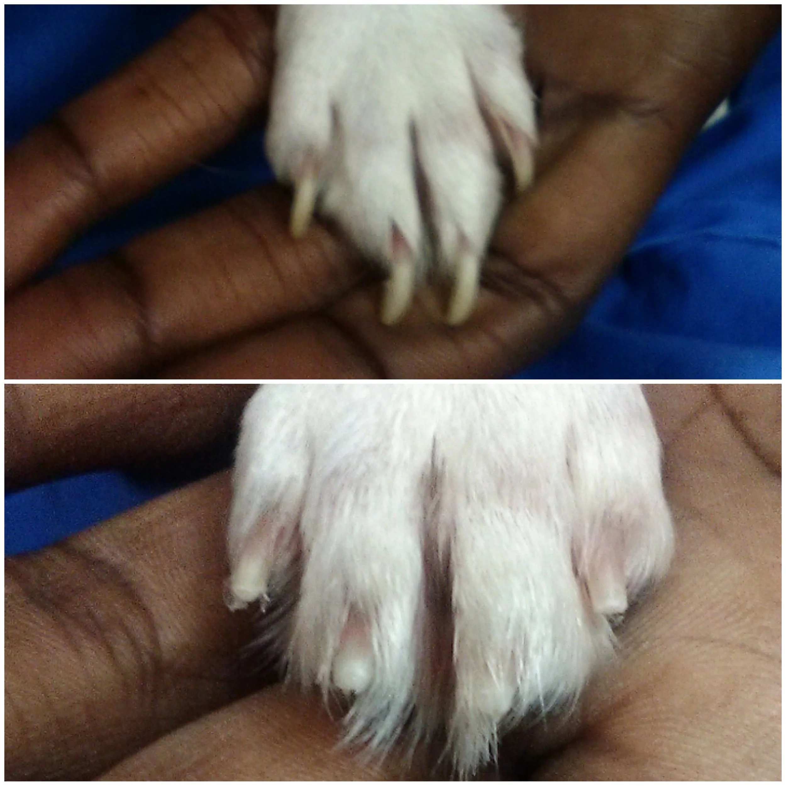 On the top is a before photo of a dog with a small white paw and overgrown white nails. On the bottom is an after photo of a dog with a small white paw and well groomed nails after the nails have been trimmed.