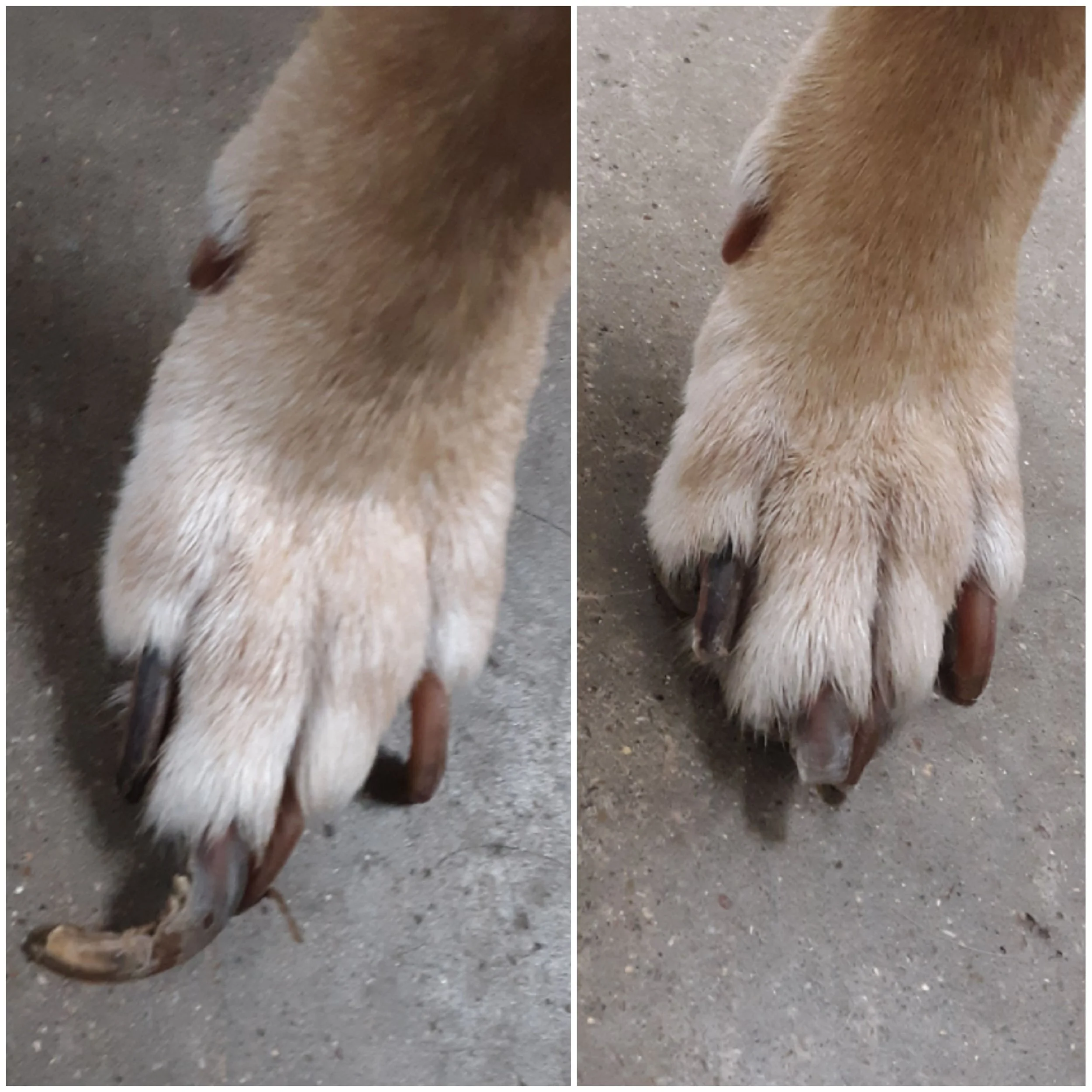 On the left is a Before photo of a dog with a large paw and extremely overgrown, long nails. On the right is an after photo of a dog with a large paw and well groomed nails after the nails have been trimmed.