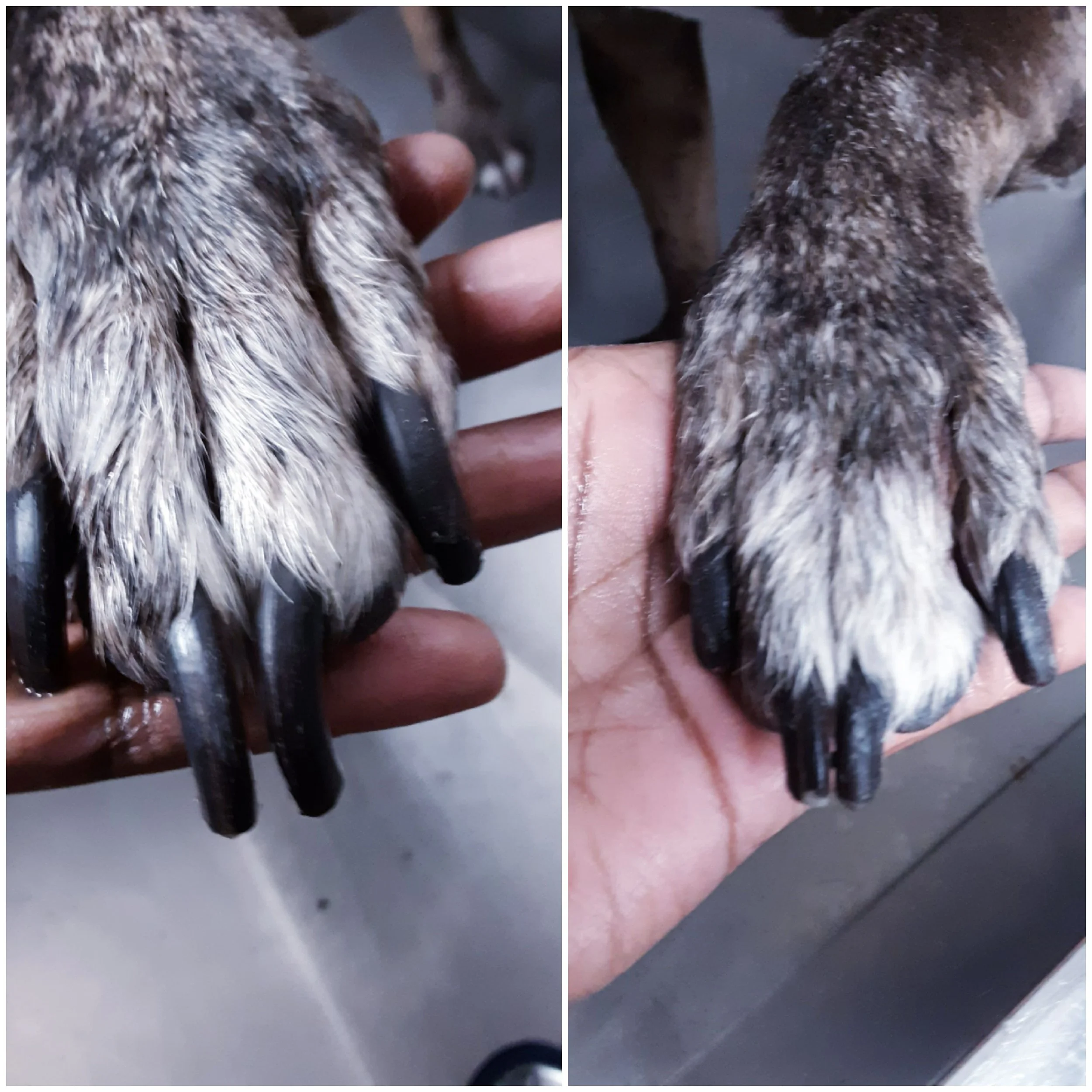 On the left is a Before photo of a dog with a large brindle paw and overgrown black nails. On the right is an after photo of a dog with a large brindle paw and well groomed nails after the nails have been trimmed.