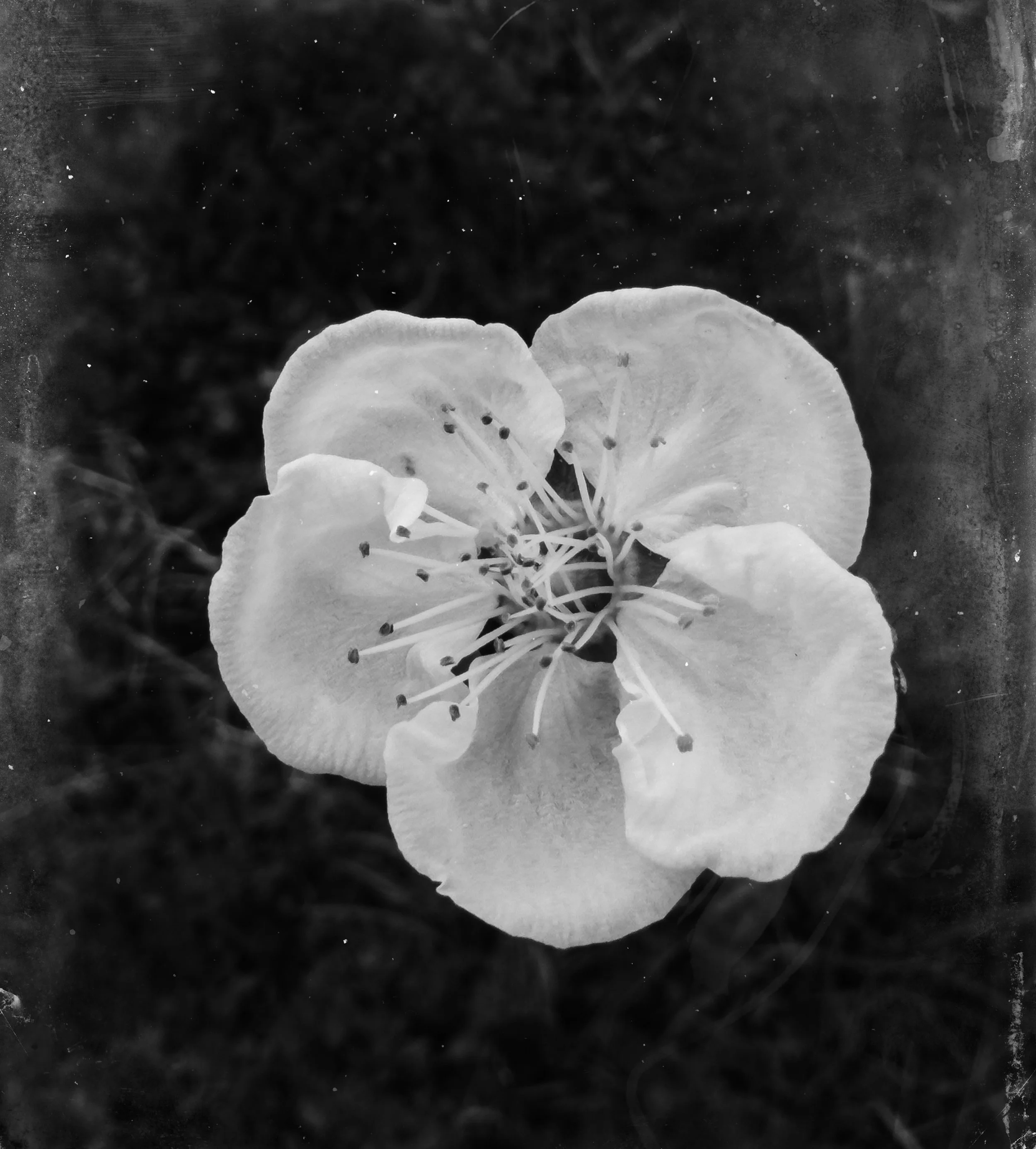 OBSERVATIONS-a personal book of roots, Japan, Spring 2026