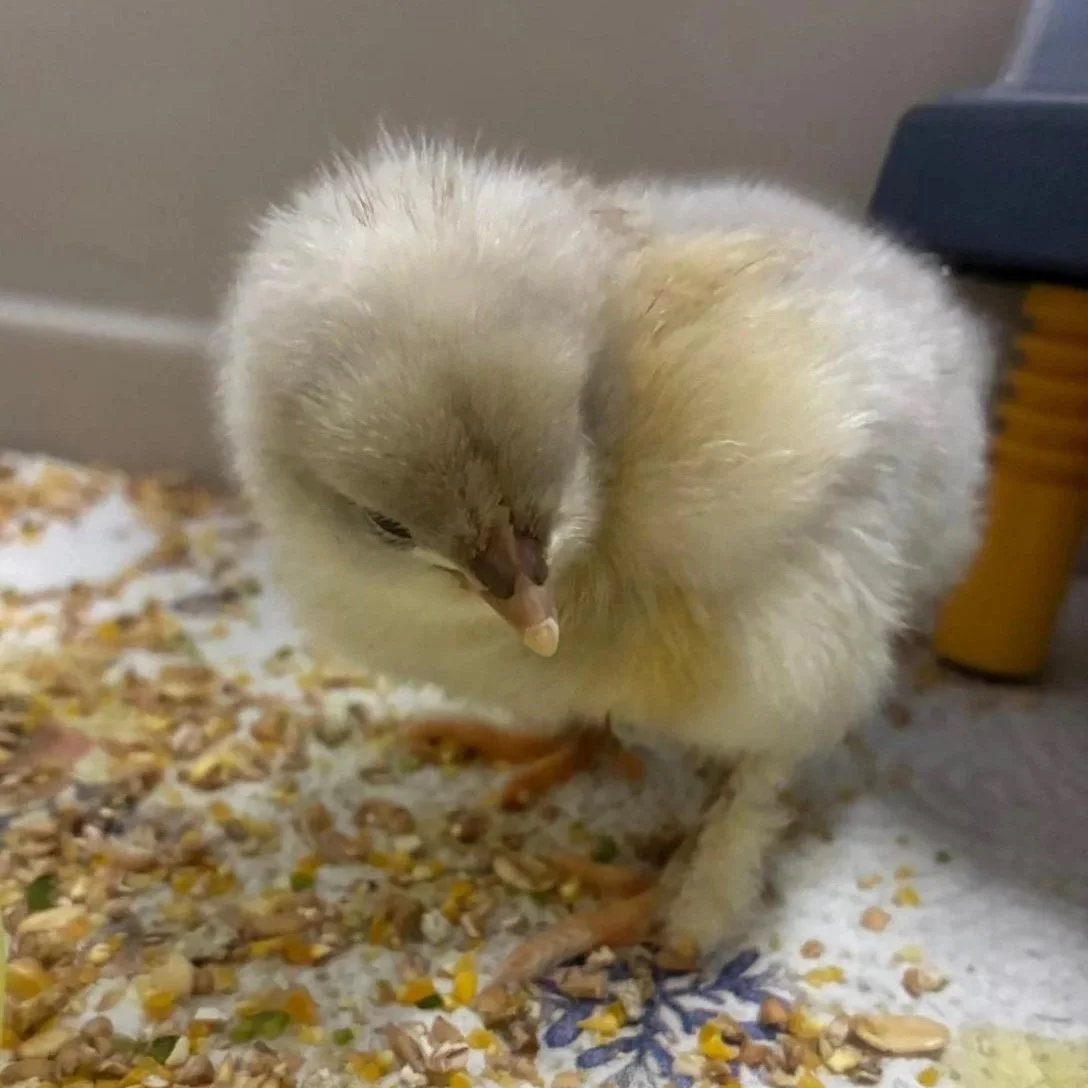 Das GNN wird zum Hühnerstall