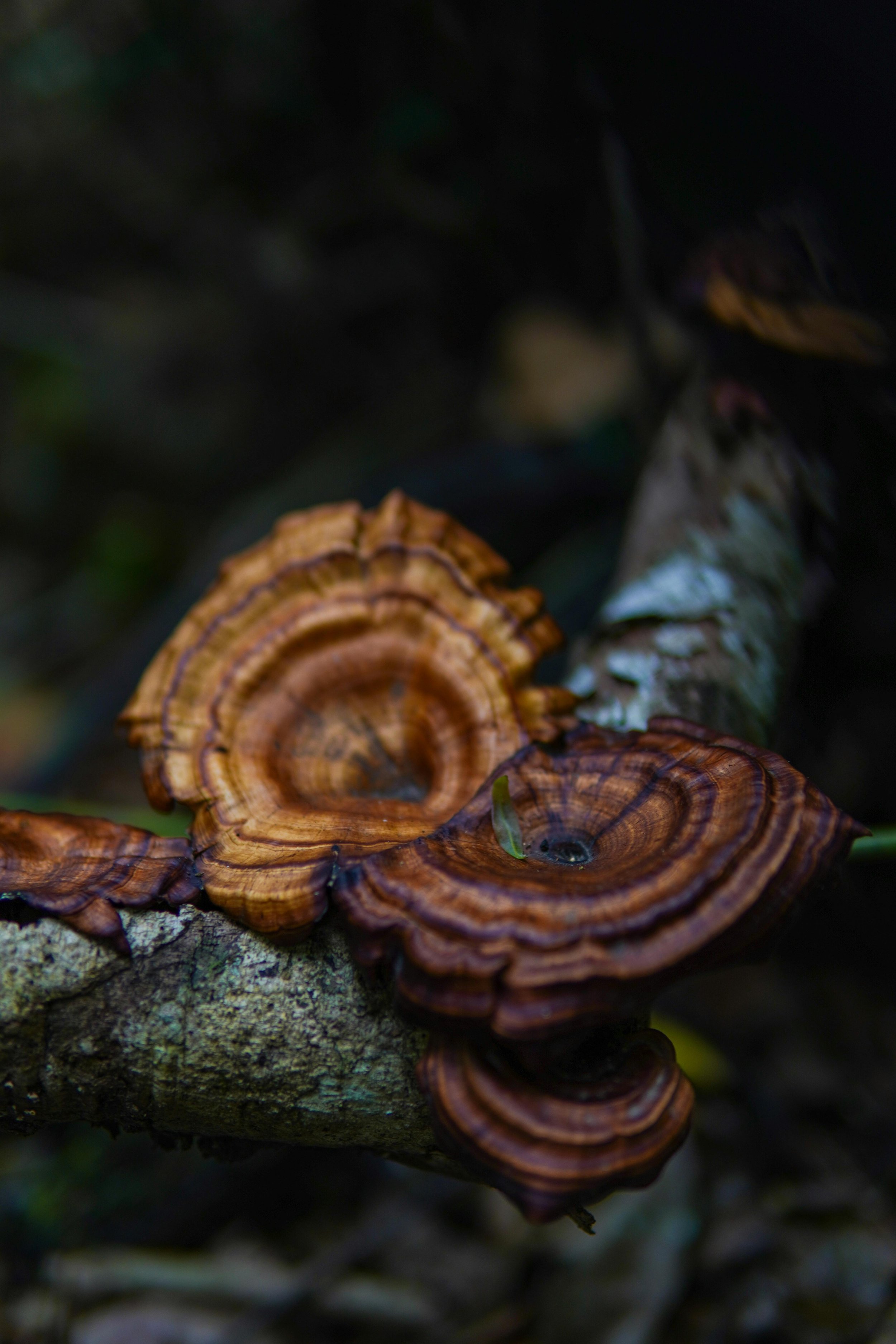 Mushroom Compound May Lead to Prolonged Health: