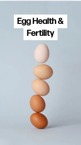 Egg Health and Fertility: What Really Matters Before Conception