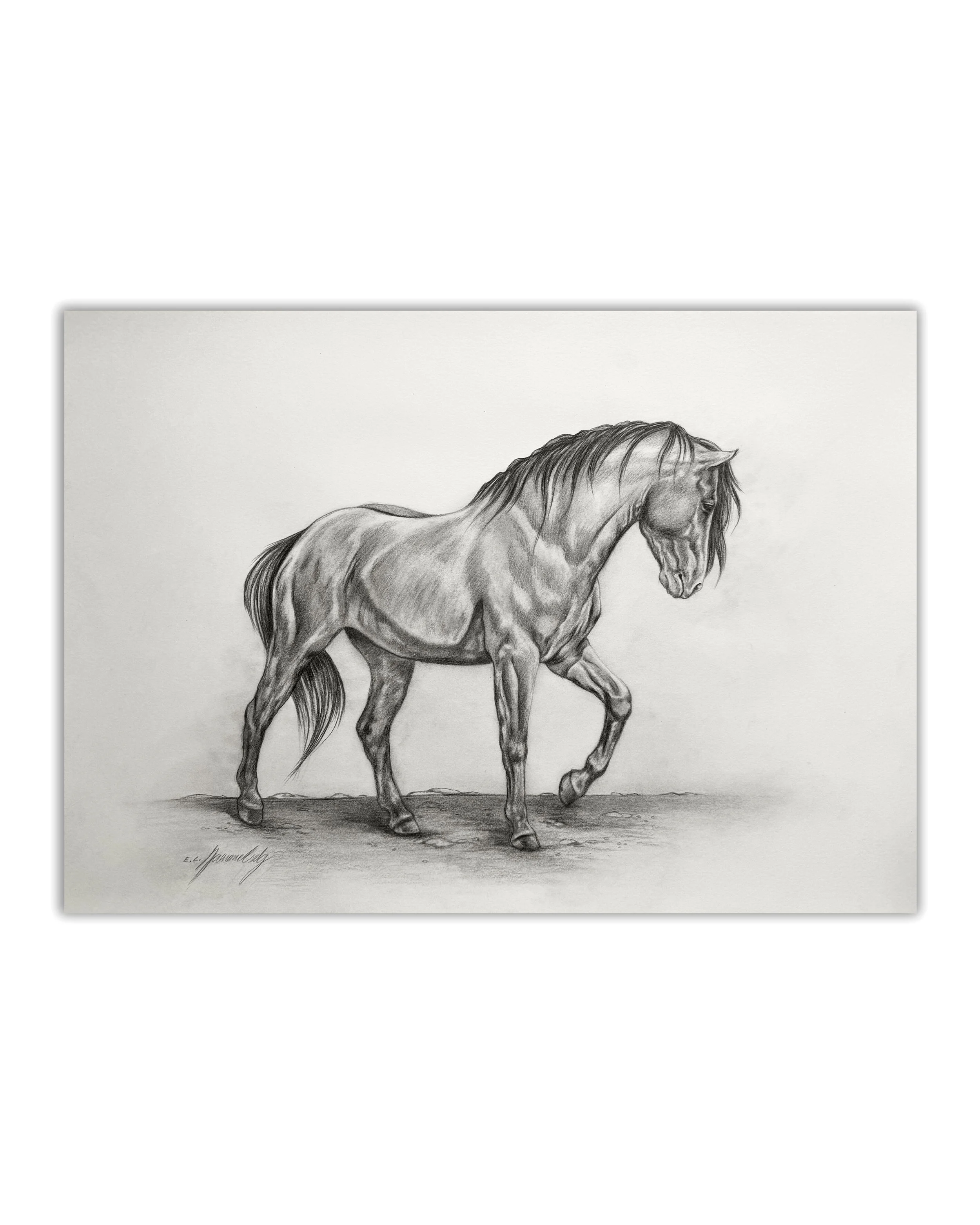 Pencil fine art drawing of a black stallion horse.