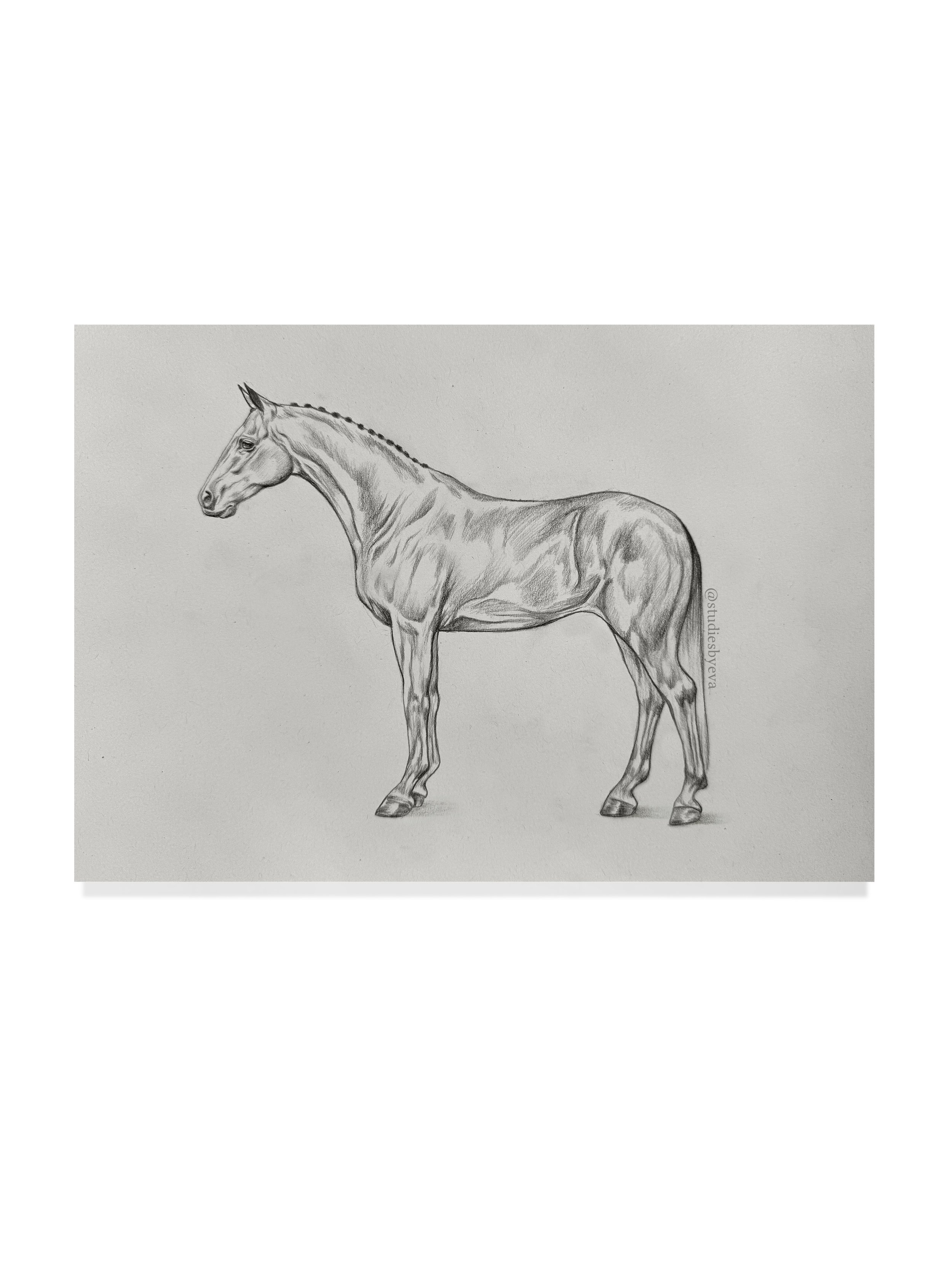 Danish Warmblood Pencil Drawing