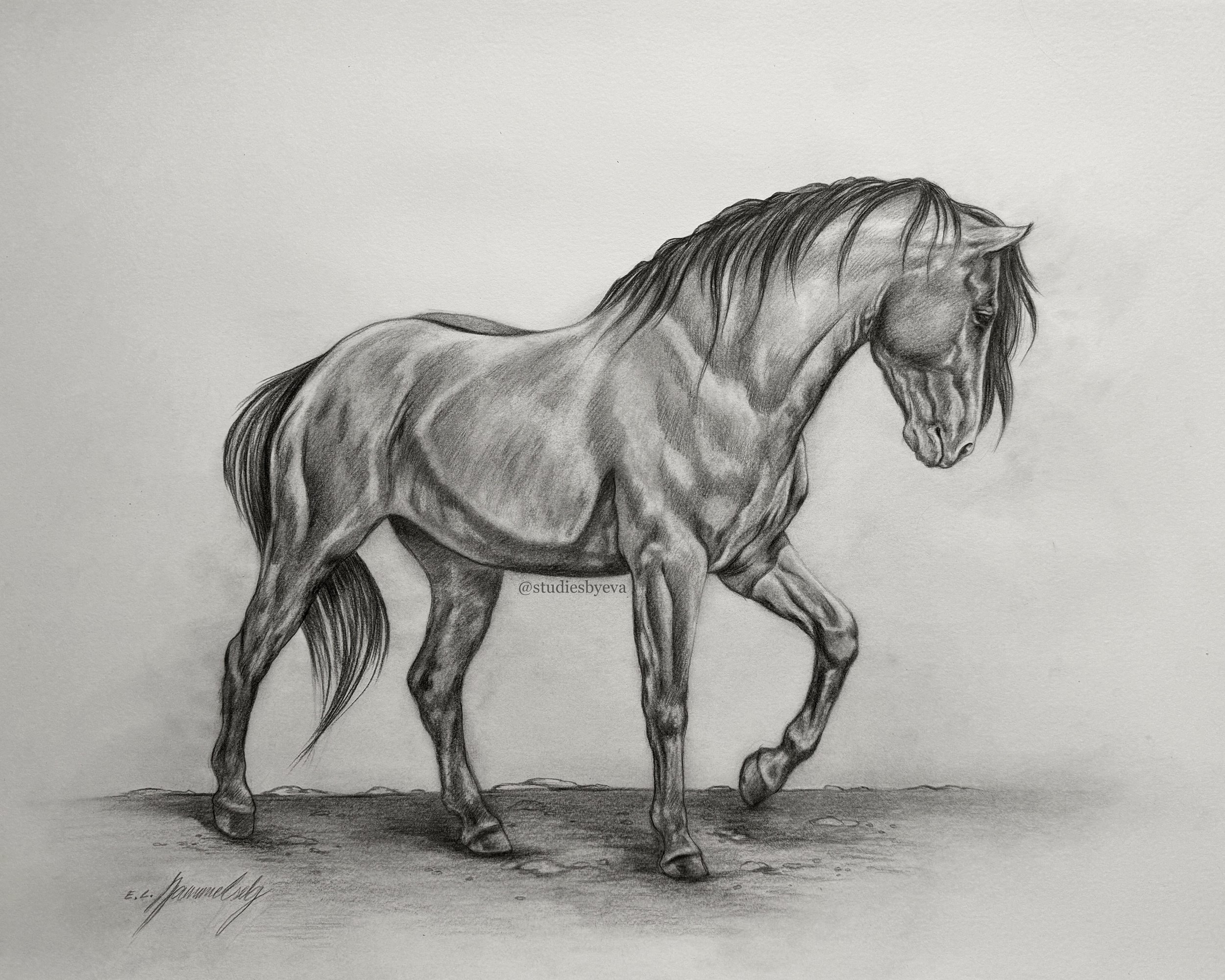 Pencil fine art drawing of a black stallion horse.