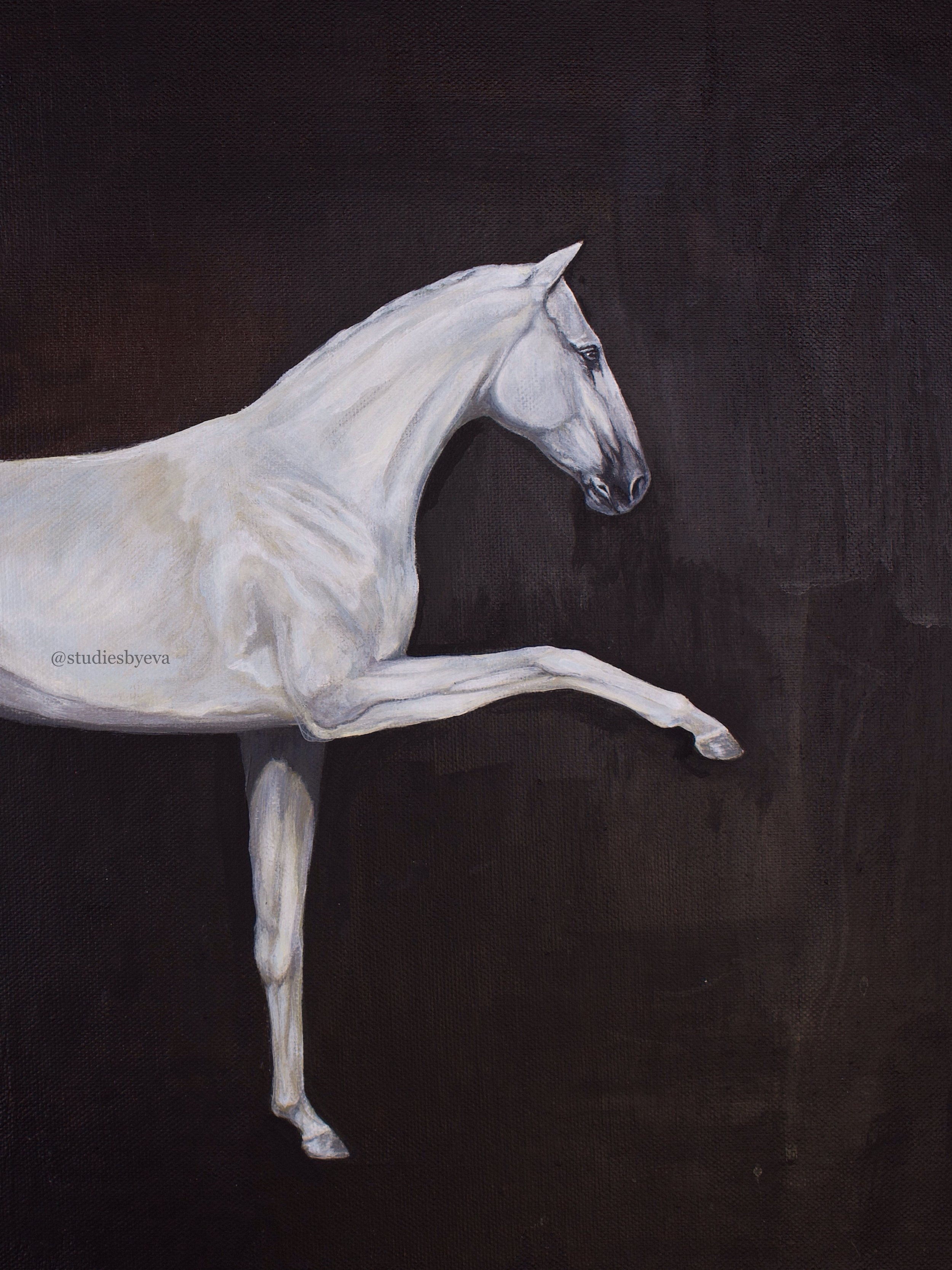Grey andalusian horse painting on a dark brown black background.