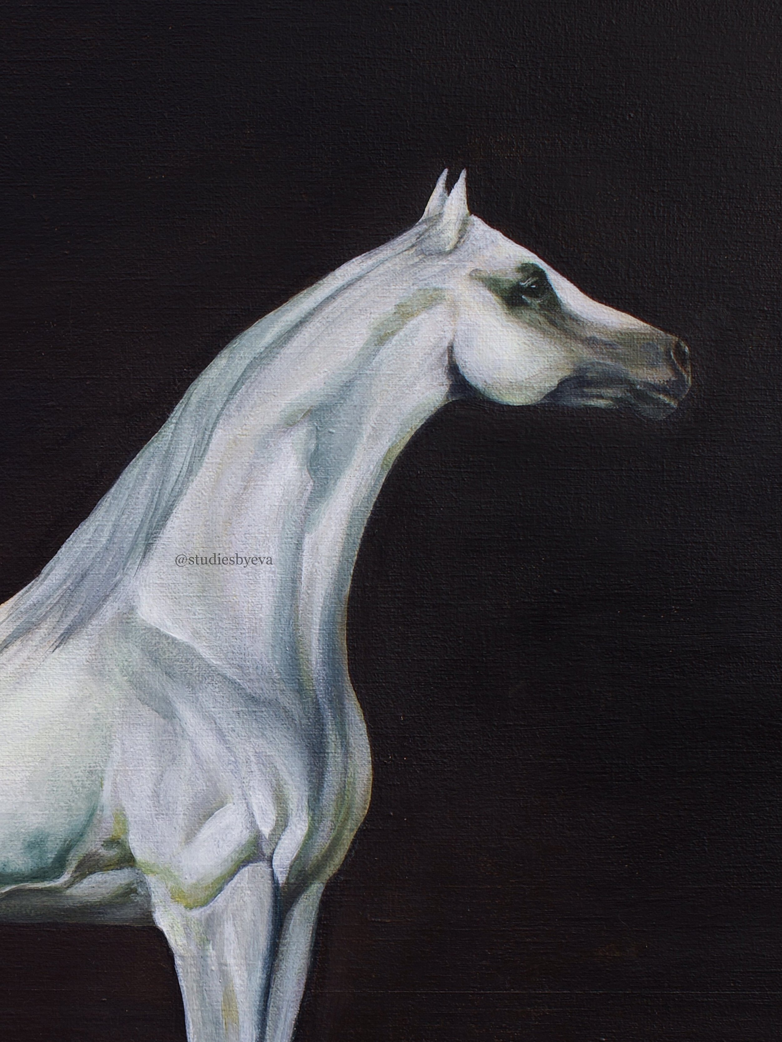 Grey Arabian Horse painting on a dark black brown background.