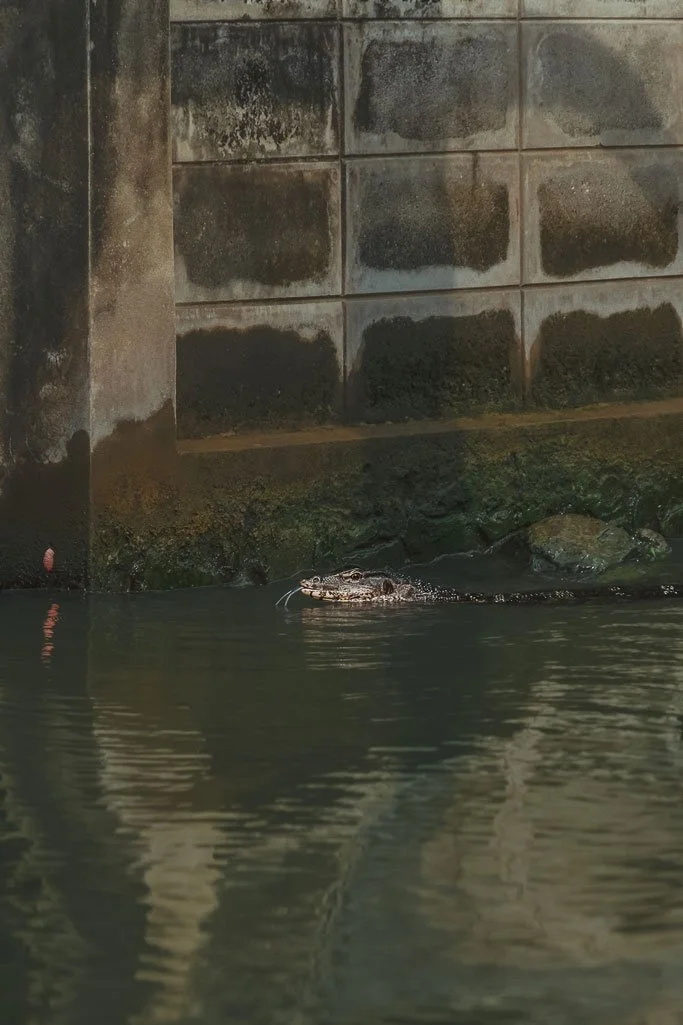 A crocodile partially submerged in water near a concrete wall with moss and algae.