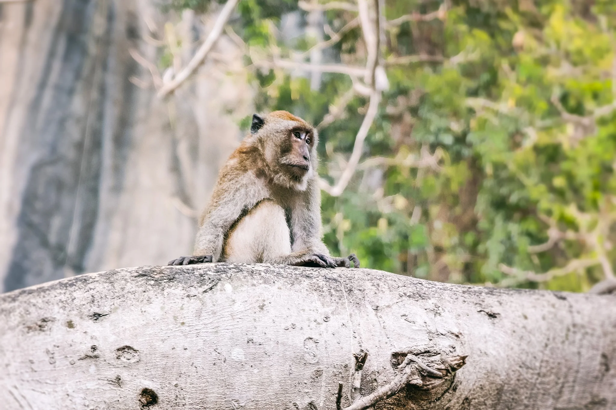 Close-up of a monkey sitting on a large rock outdoors, with a background of green leaves and branches.