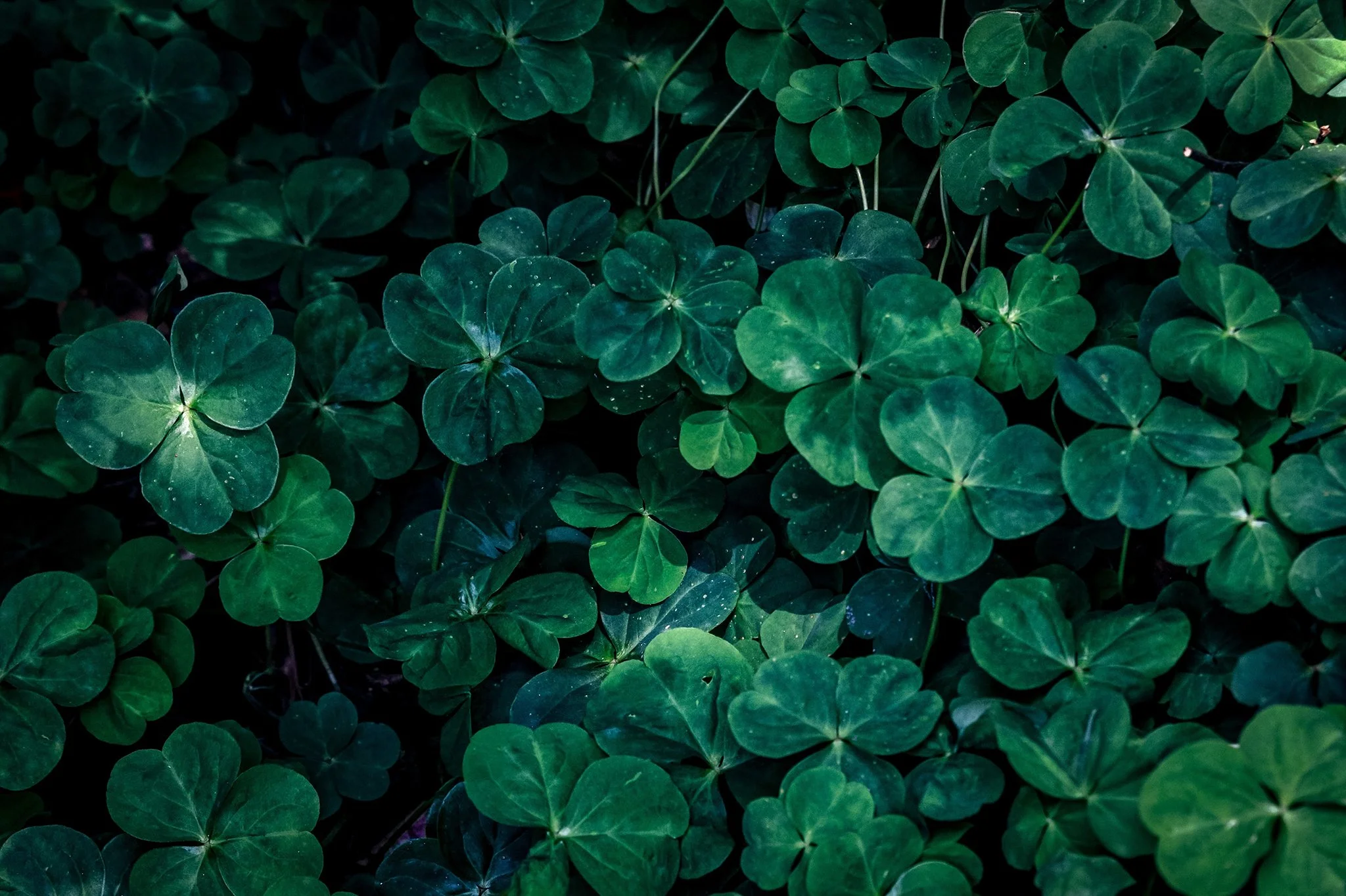 Close-up of dense green shamrock plants with rounded leaves.