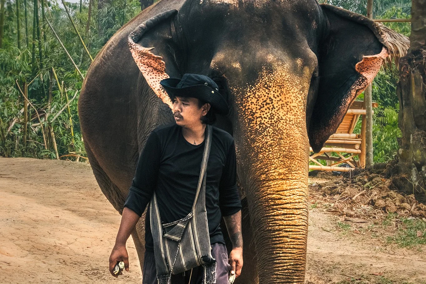A man wearing a black shirt, black hat, and a crossbody bag, standing next to a large elephant with yellow speckled skin on its trunk, in a jungle setting.
