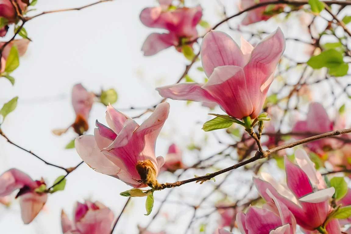 Pink magnolia flowers on tree branches with green leaves, against a bright sky.