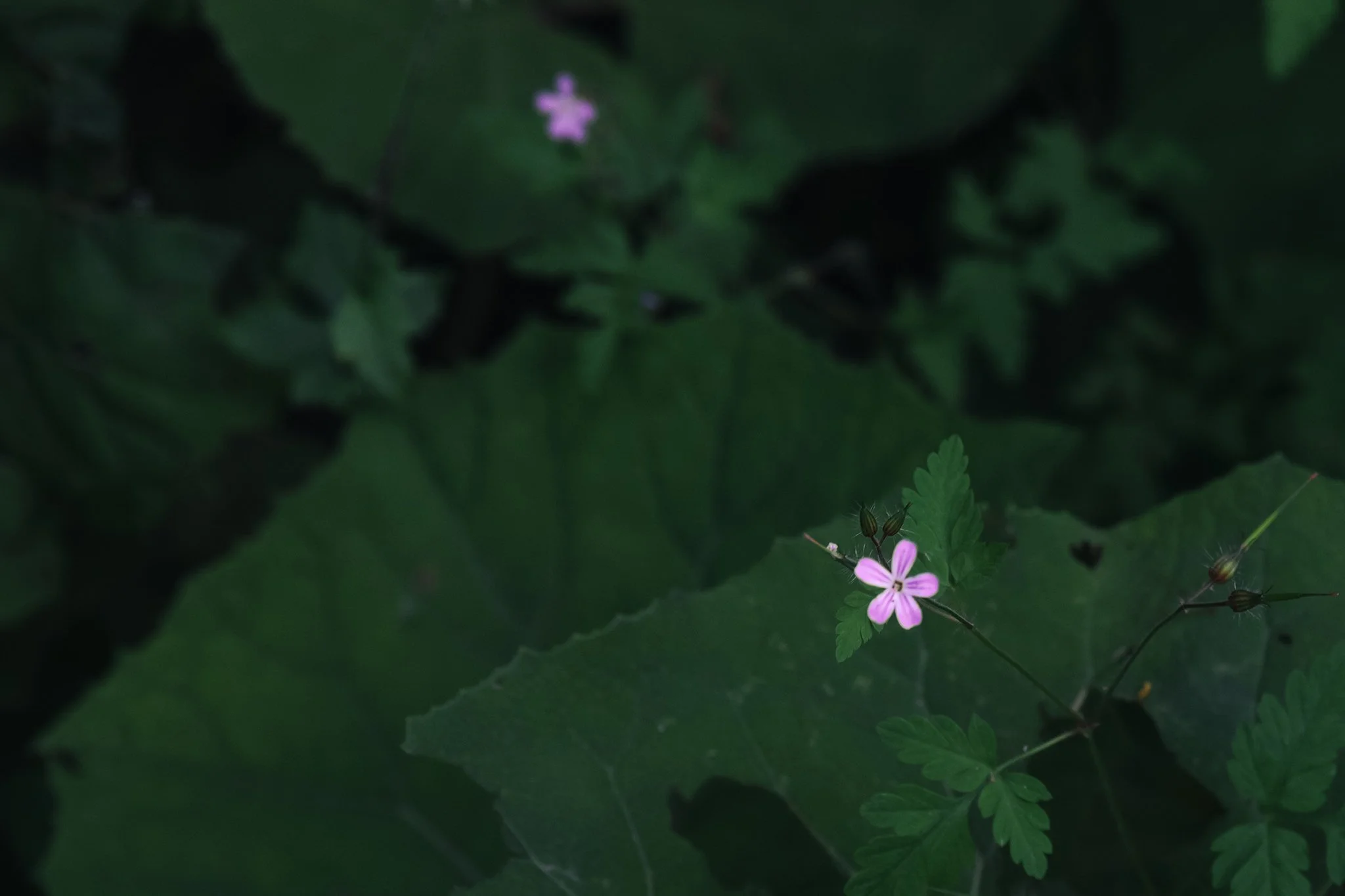 Small pink flowers with five petals on green leafy plant, dark background.