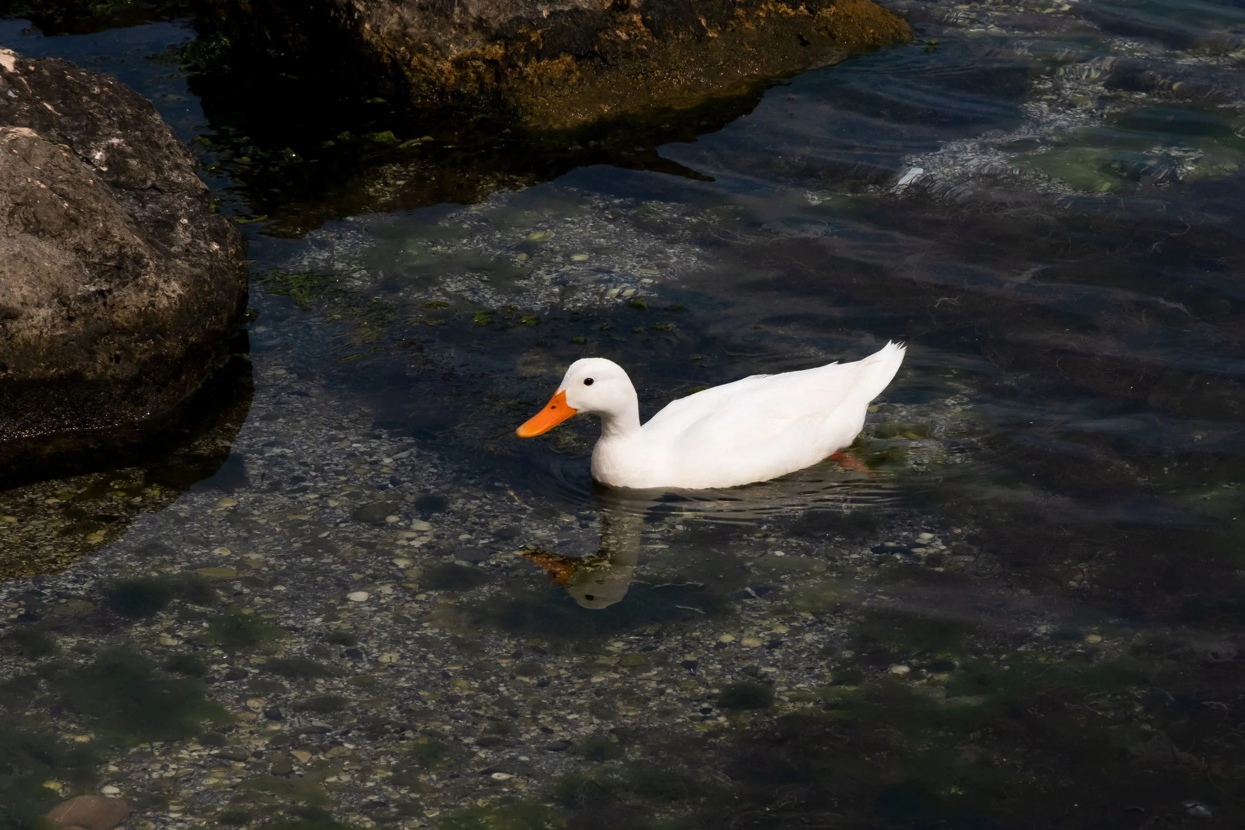 A white duck with an orange beak swimming in a shallow rocky body of water near some large rocks.