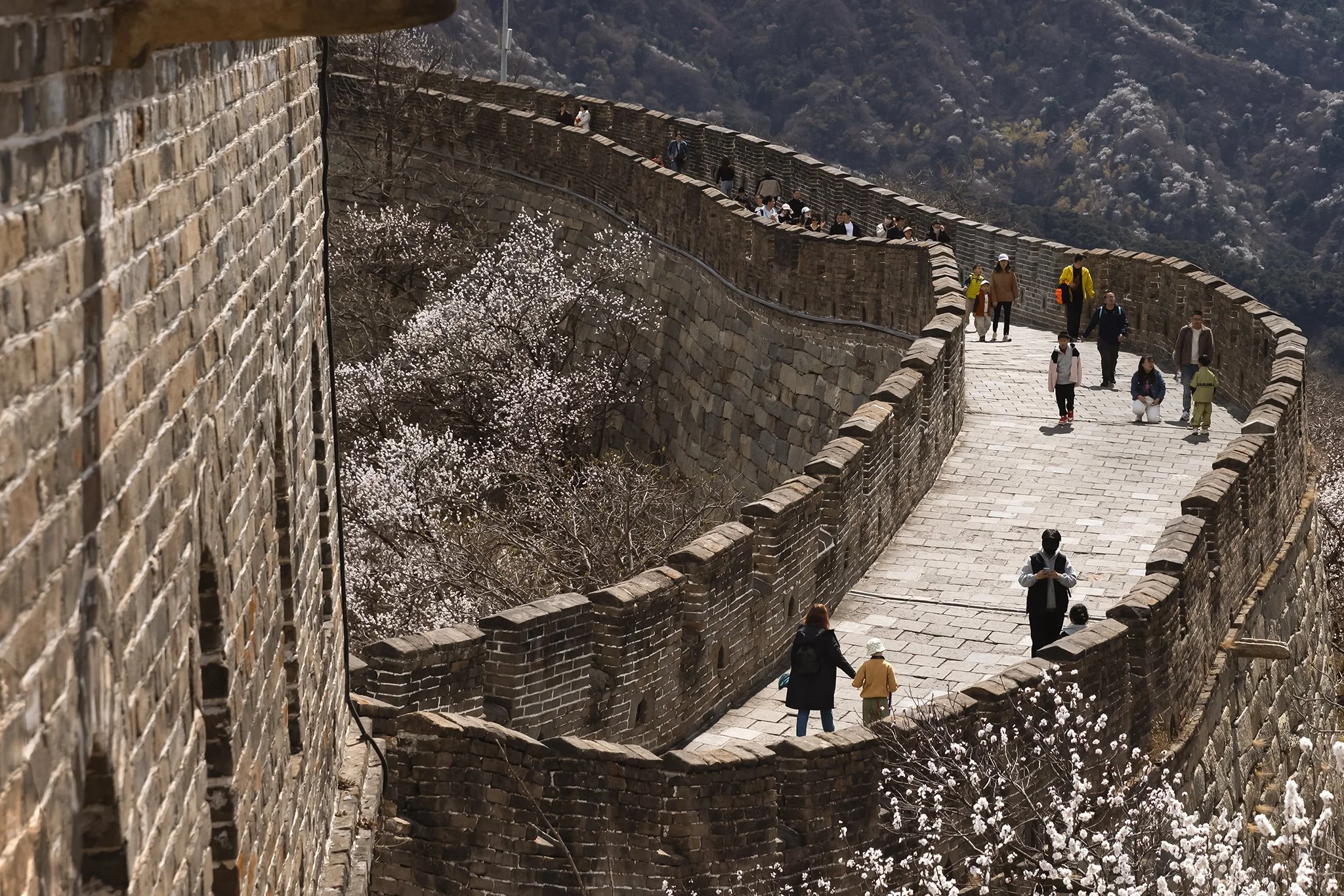 People walking on the Great Wall of China, with trees blooming white flowers on the side, and mountains in the background.