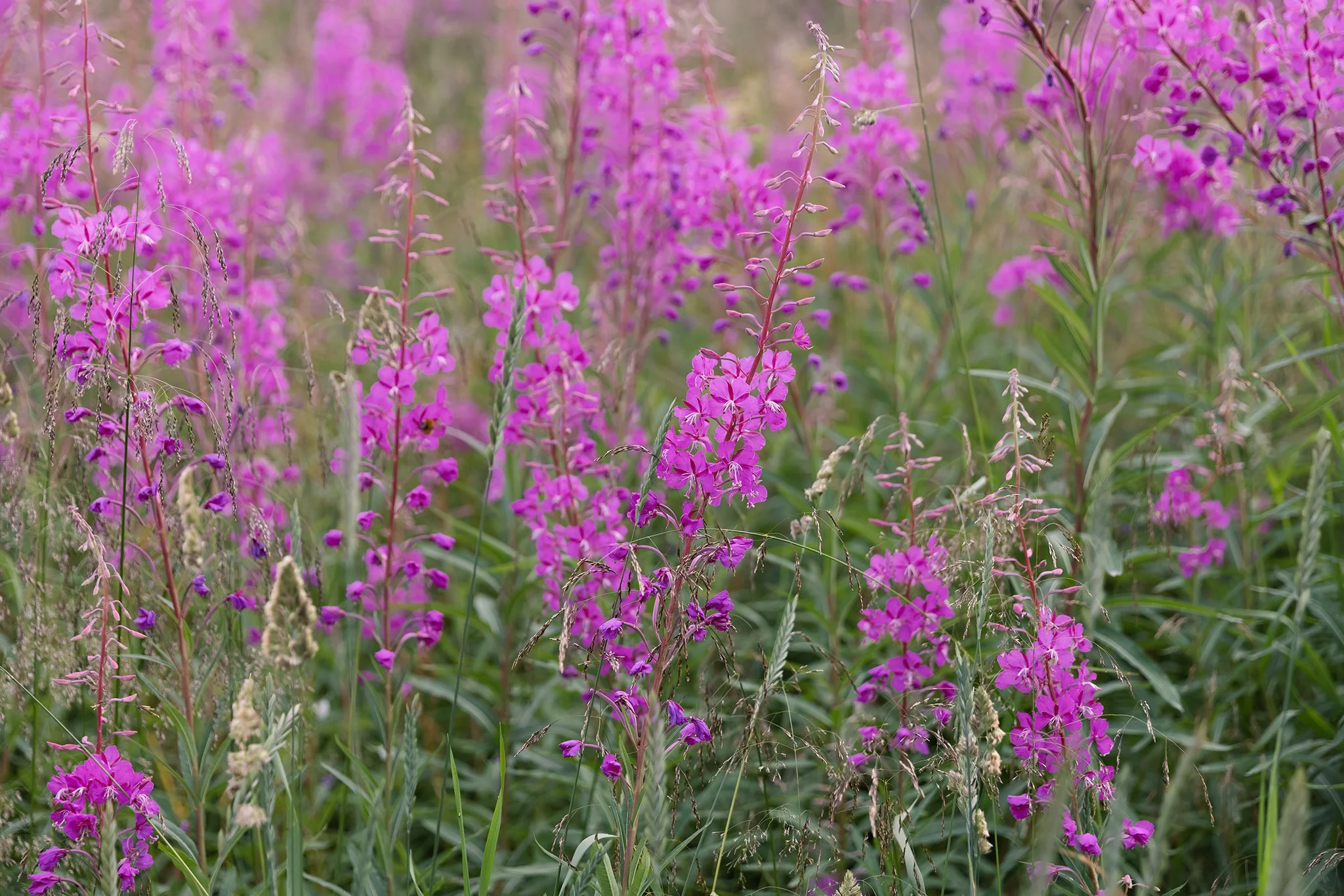A field of tall pink-purple flowers and green grass.