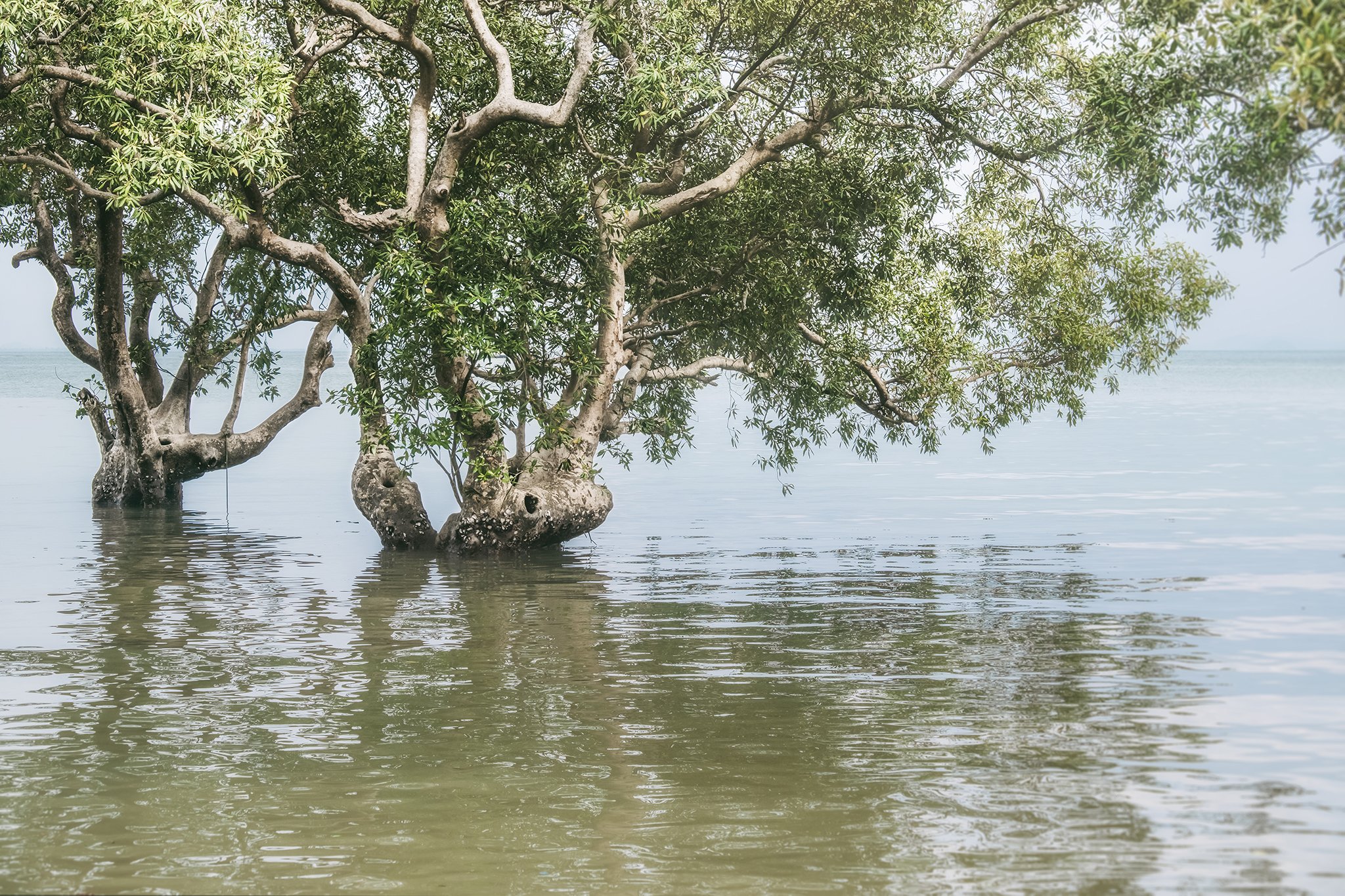 A tree growing out of water, with lush green leaves and gnarled branches, possibly a mangrove, near a calm body of water.