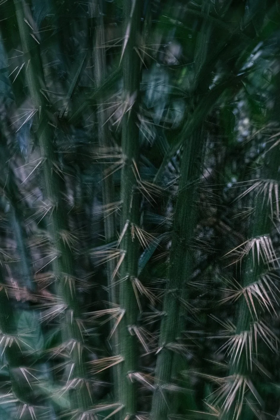 thailand-jungle-thorny-bamboo-close-up-sandpackers.jpg