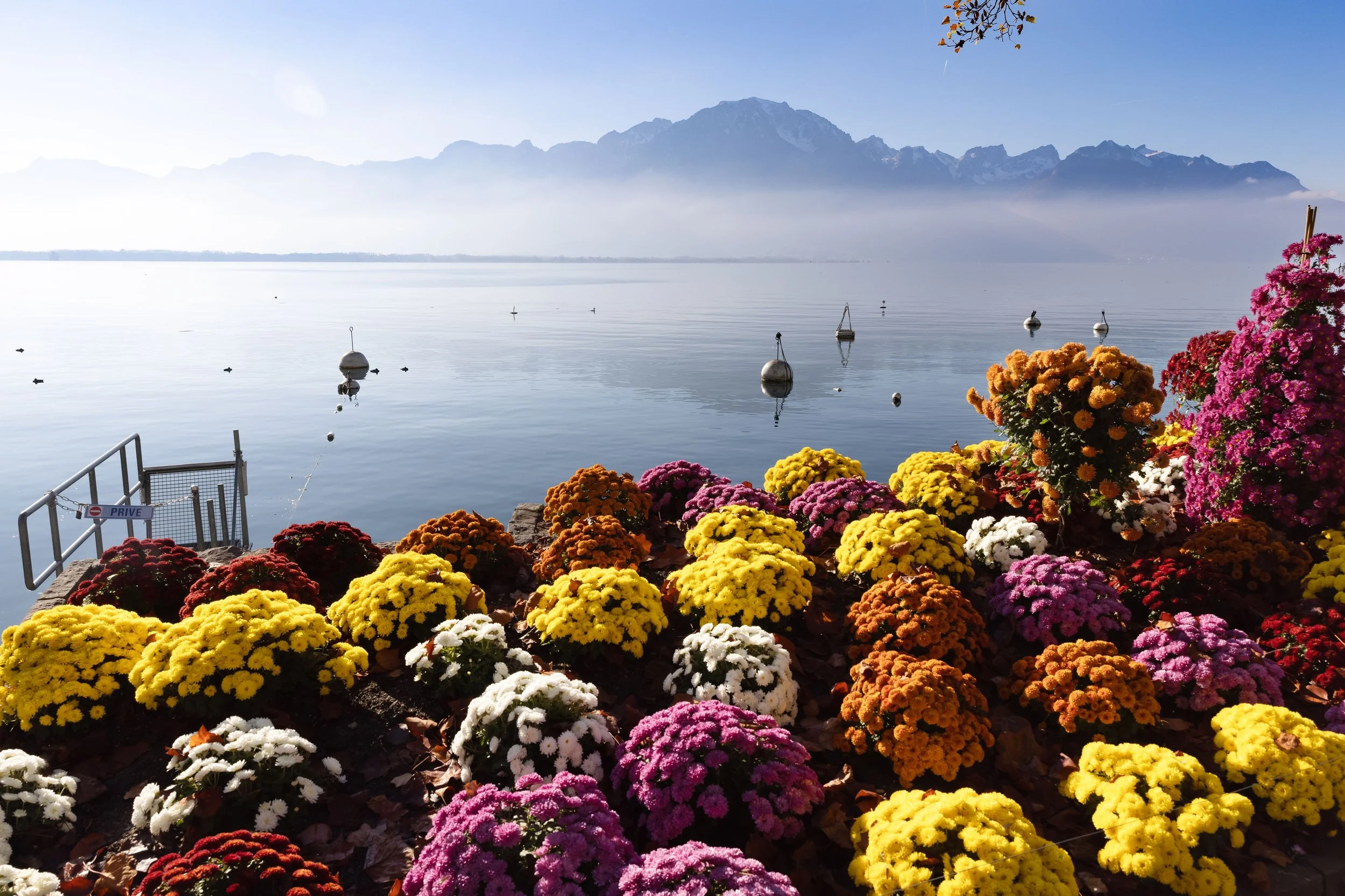 Colorful chrysanthemums in yellow, orange, pink, red, and white in the foreground, calm lake with boats floating, distant fog-covered mountains, clear blue sky, and a tree branch with orange leaves at the top right.