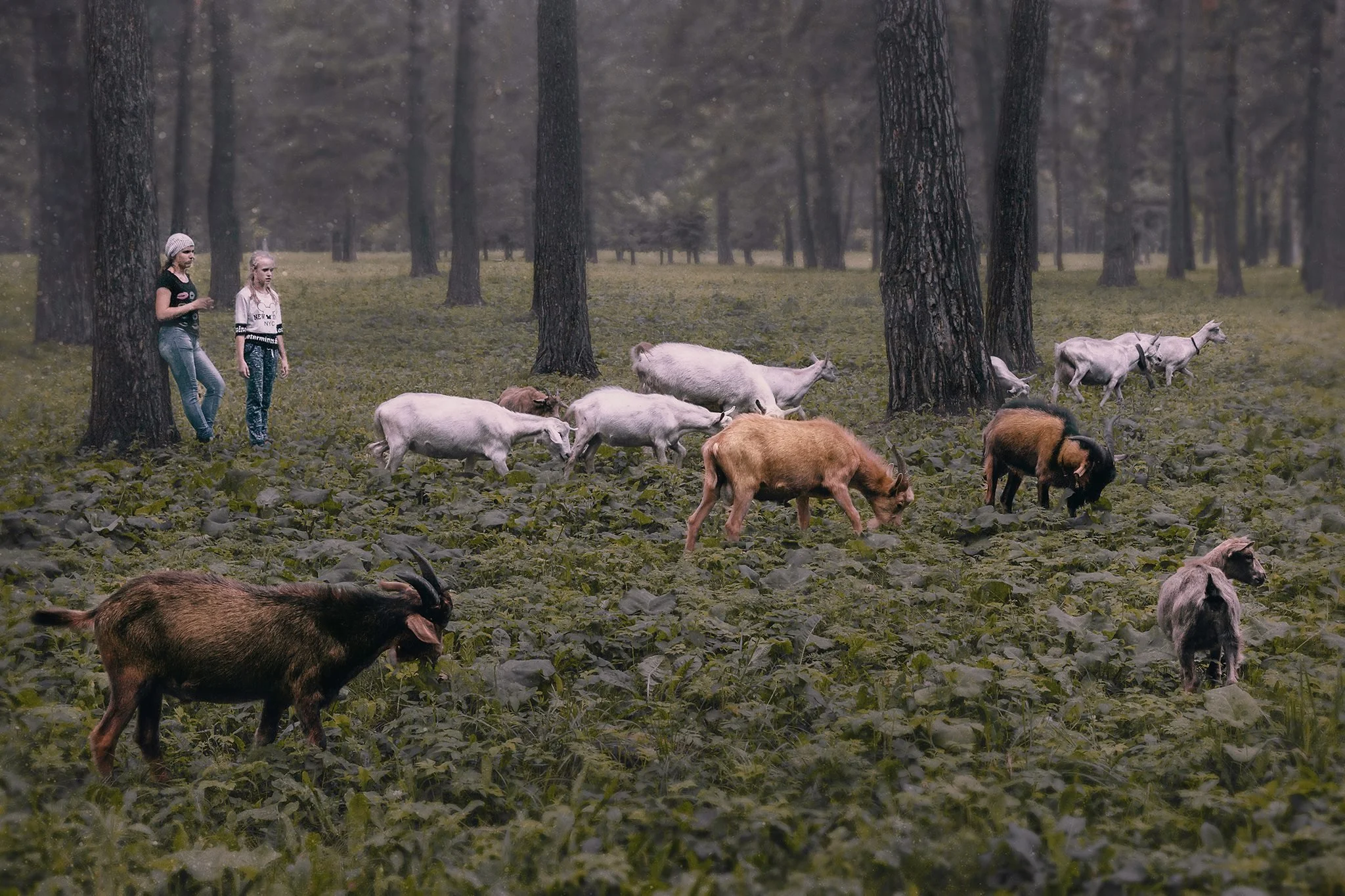 Two girls walking through a forest with goats and sheep.