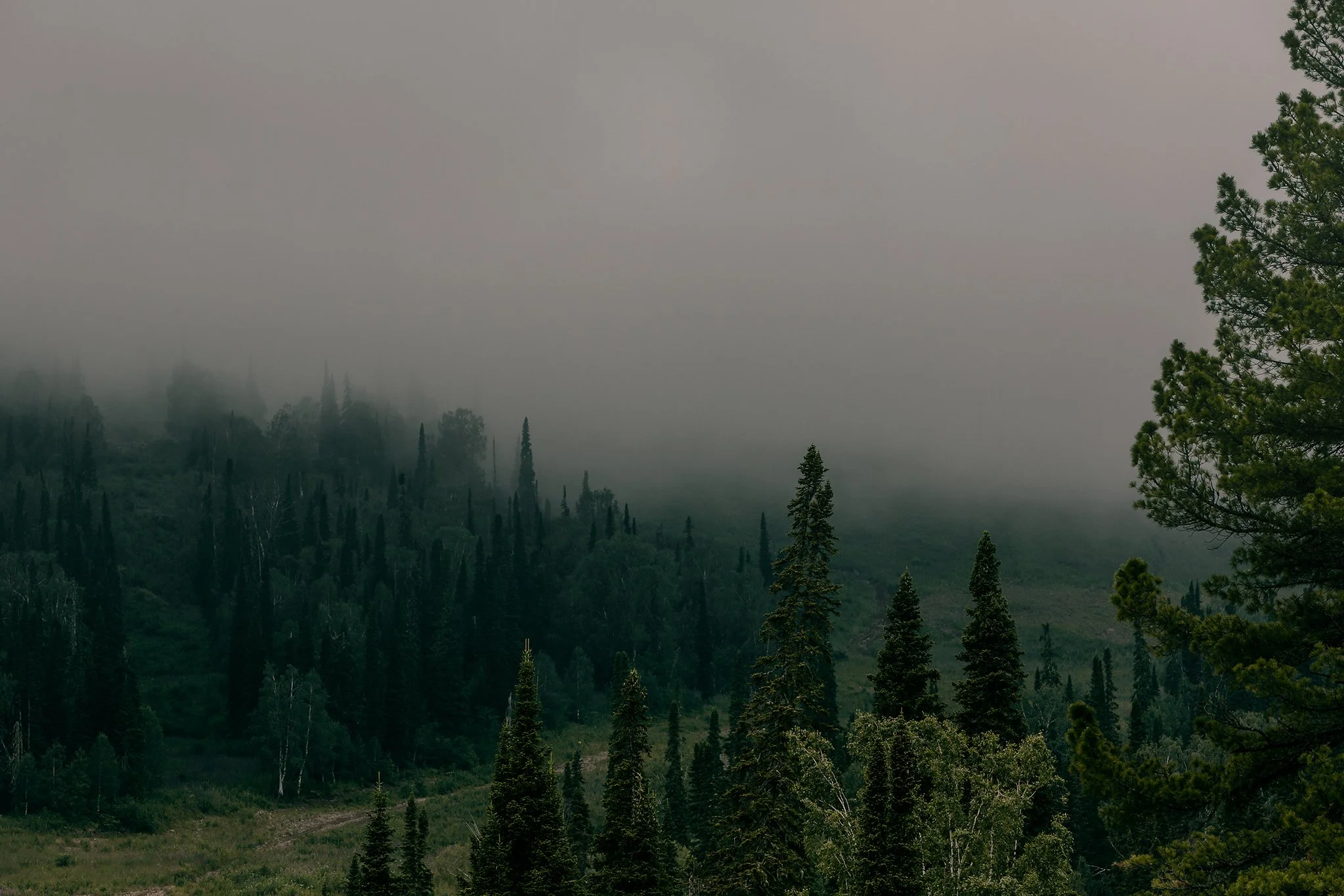 A foggy forest landscape with tall trees and dense greenery, and a large, hazy sky overhead.