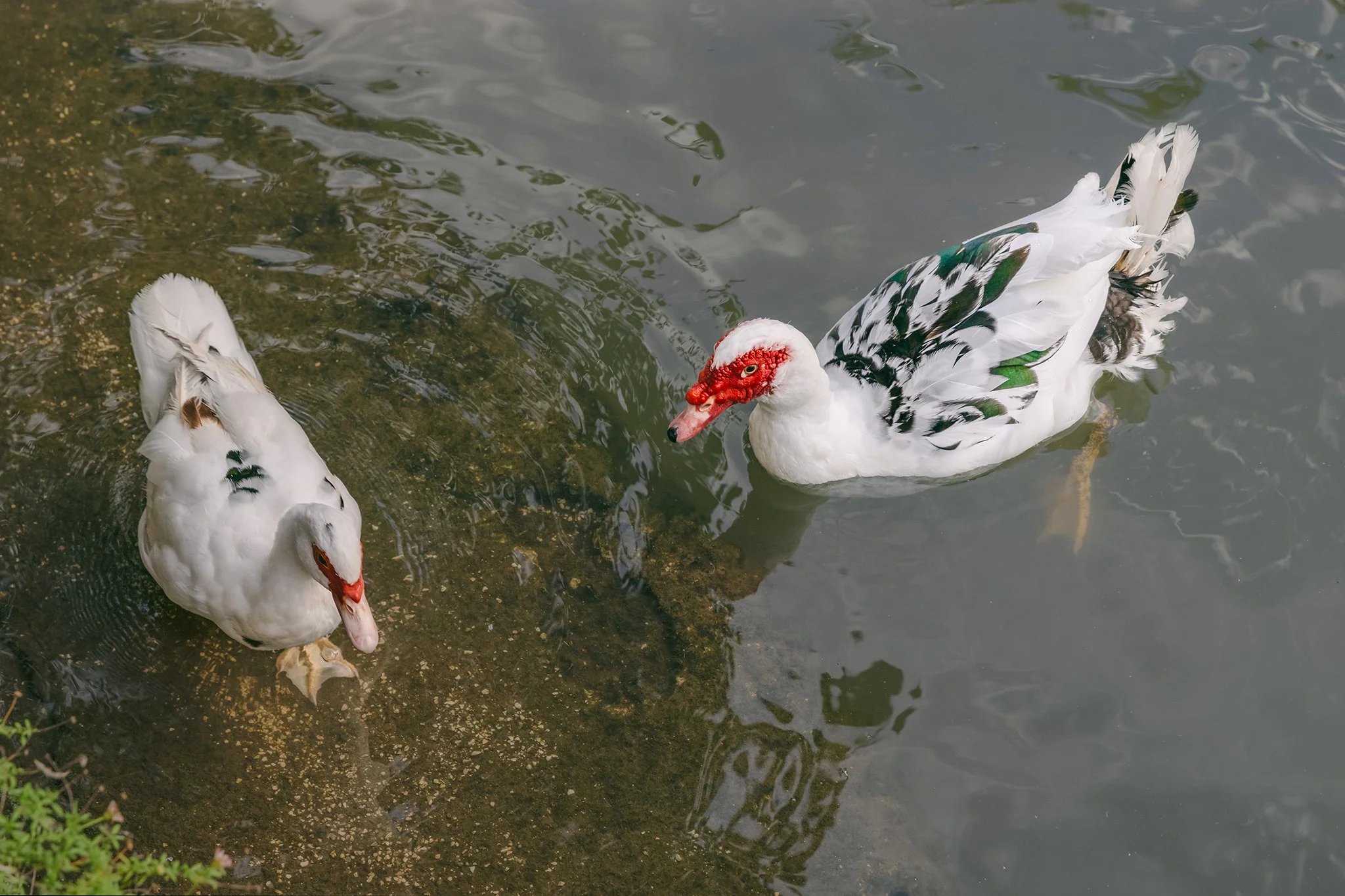 Four Muscovy ducks swimming in water near the shore with some greenery visible.