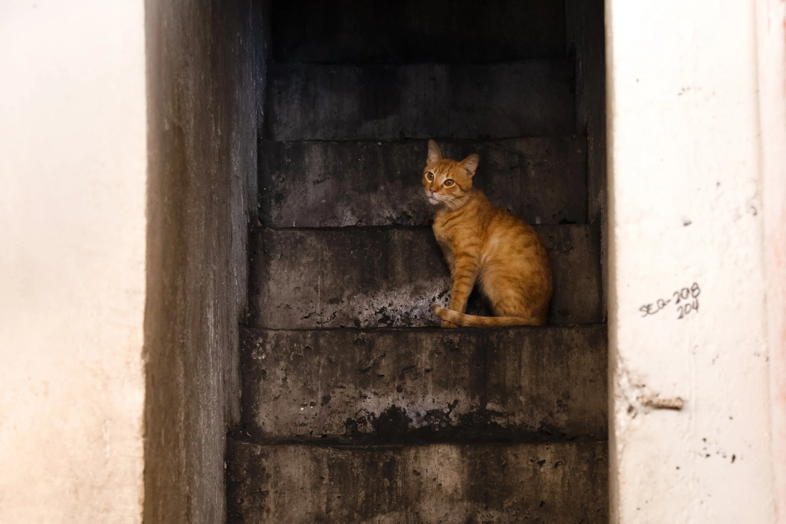Orange tabby cat sitting inside a dark, concrete staircase or opening, with white walls on either side.