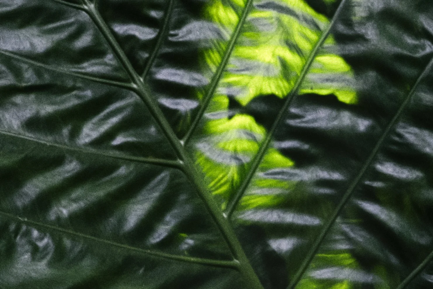 Close-up of a green leafy plant with dark green and bright green leaves and visible veins.