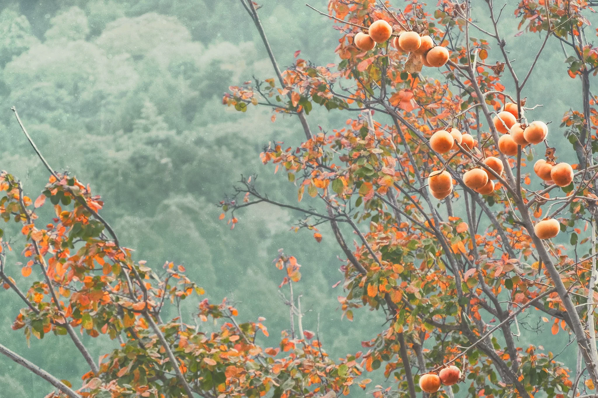 A tree with orange fruits, likely persimmons, and reddish-orange leaves, set against a background of green foliage.