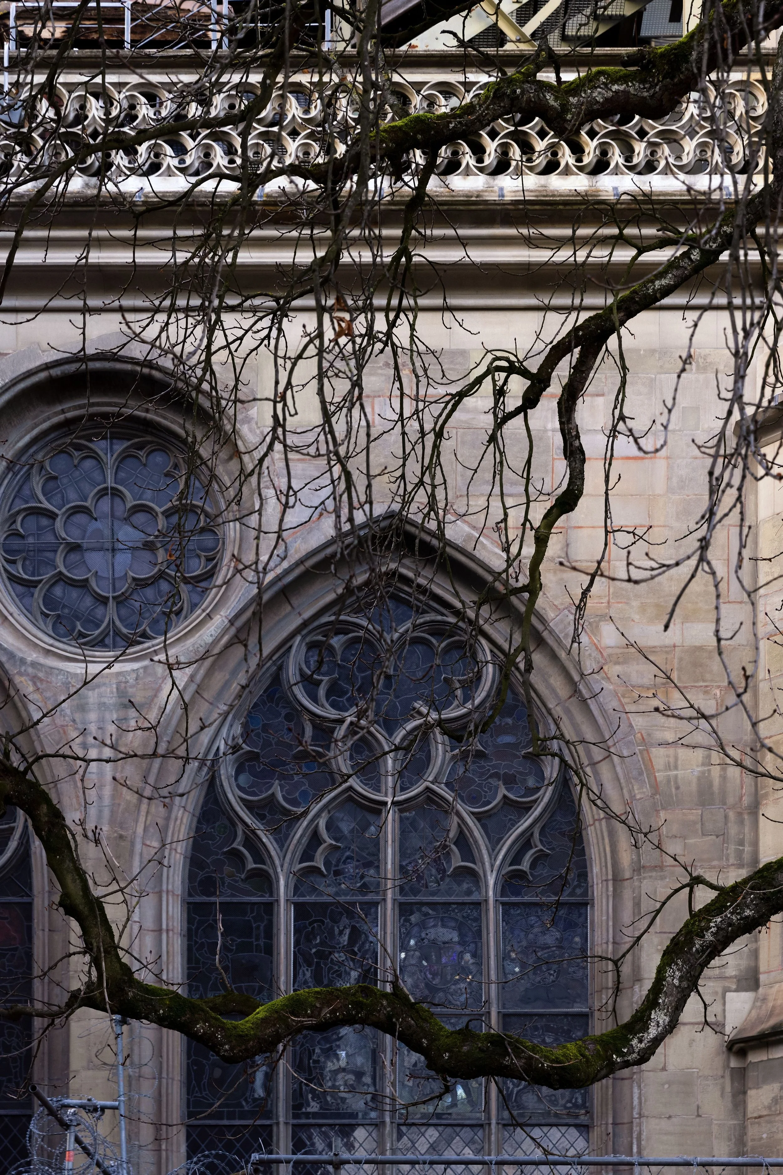 The image shows bare, moss-covered tree branches in the foreground with a Gothic-style church or cathedral in the background. The building features large stained glass windows with intricate tracery.