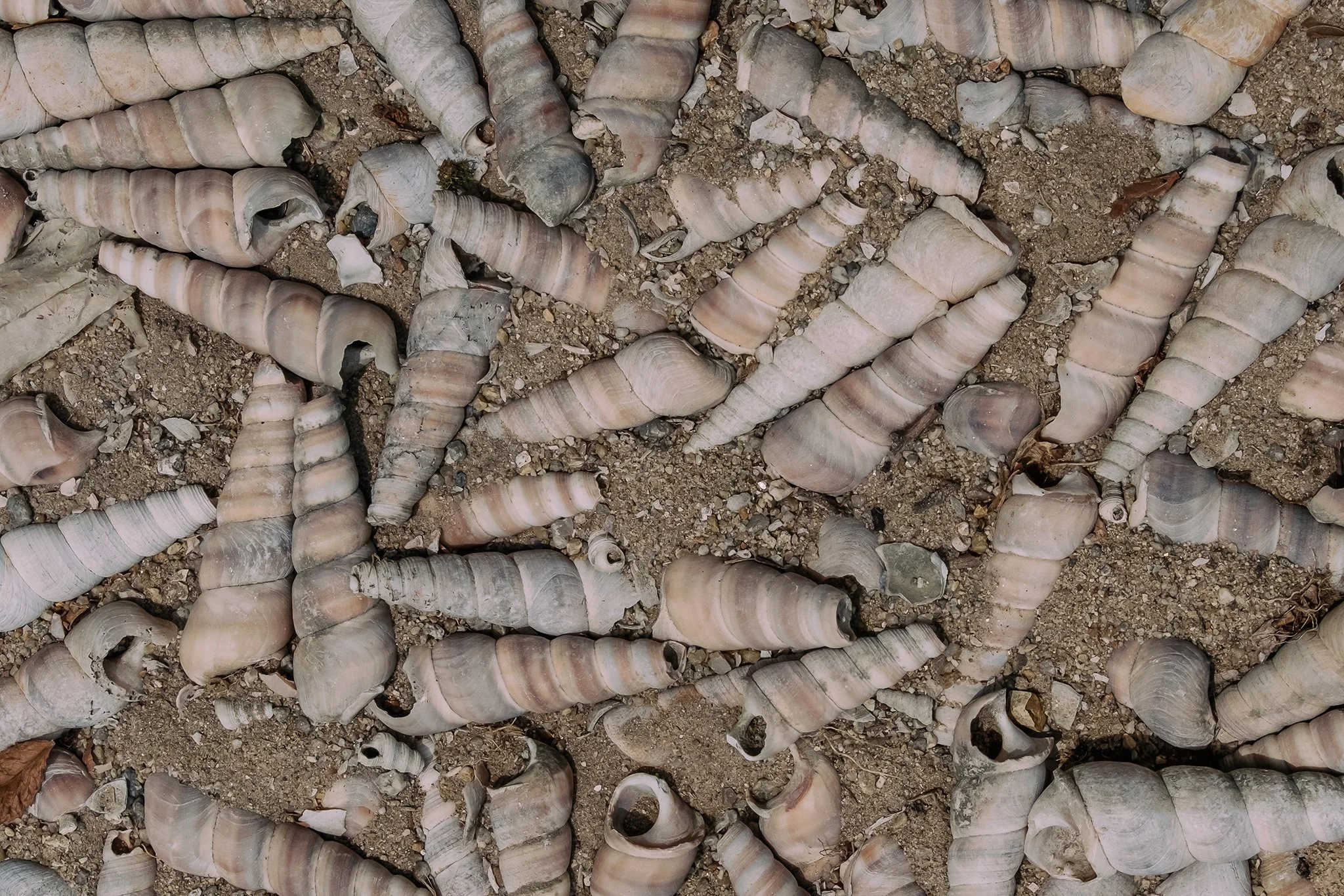 Close-up of a sandy ground with numerous shells, some broken, and small rocks scattered around.