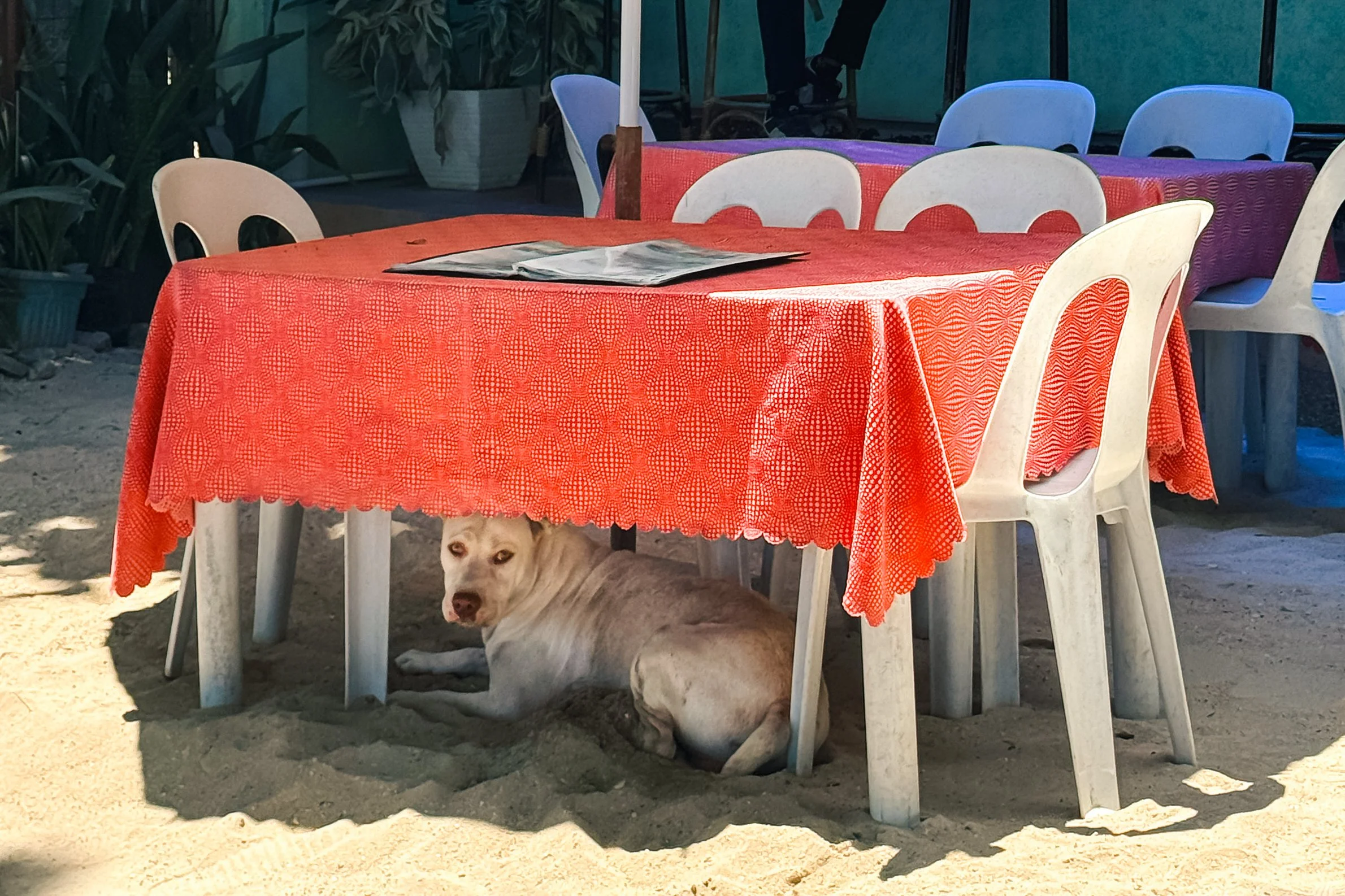 A dog lying underneath a red table with a patterned tablecloth. There are plastic chairs around the table, and a magazine or newspaper on top. The setting appears to be outdoors, possibly a patio or garden area, with potted plants in the background.
