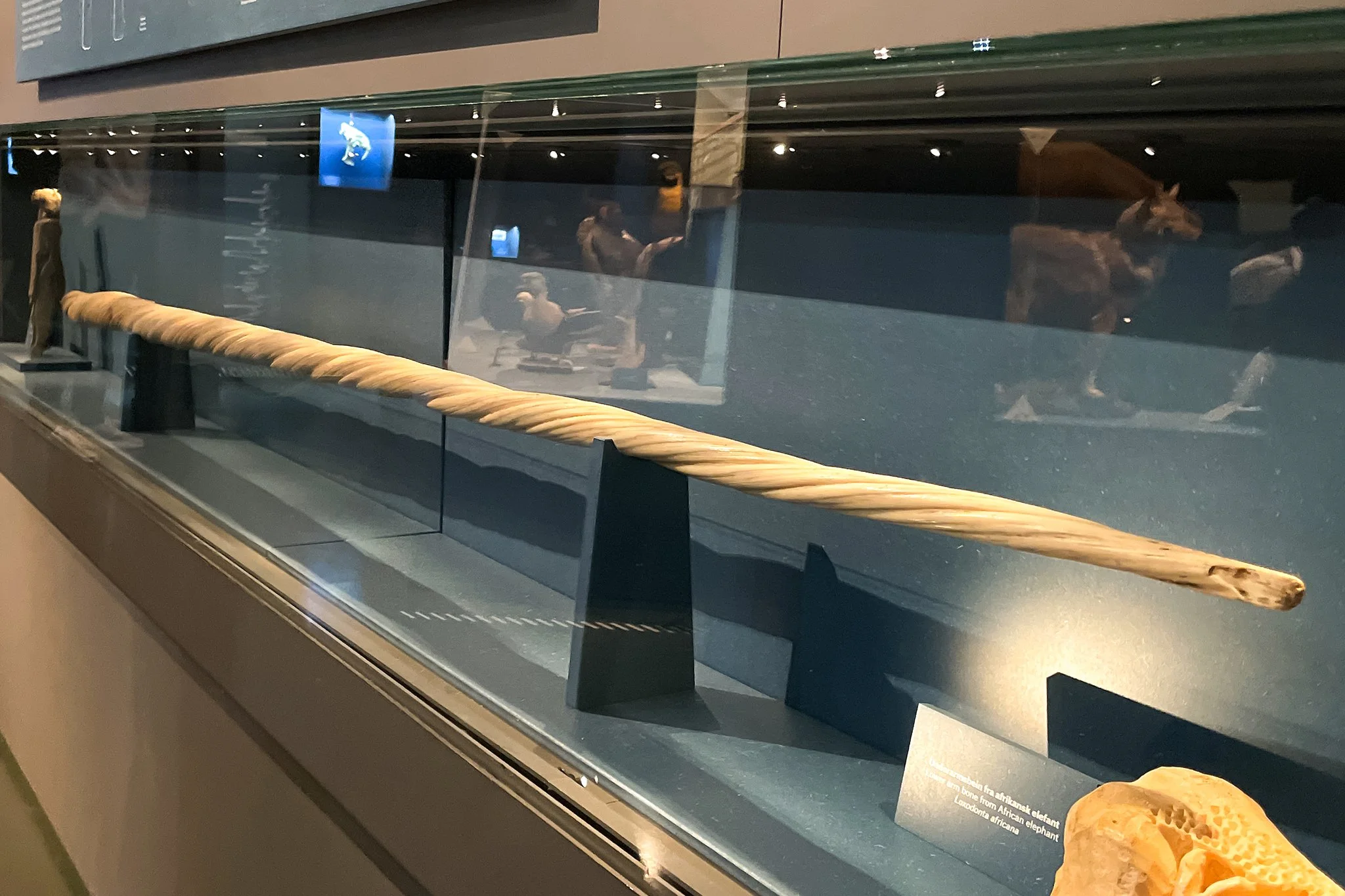 A museum display case with a long, curved, carved stick or weapon, possibly an African elephant tusk, with a descriptive label nearby. The reflection of gallery visitors is visible on the glass.
