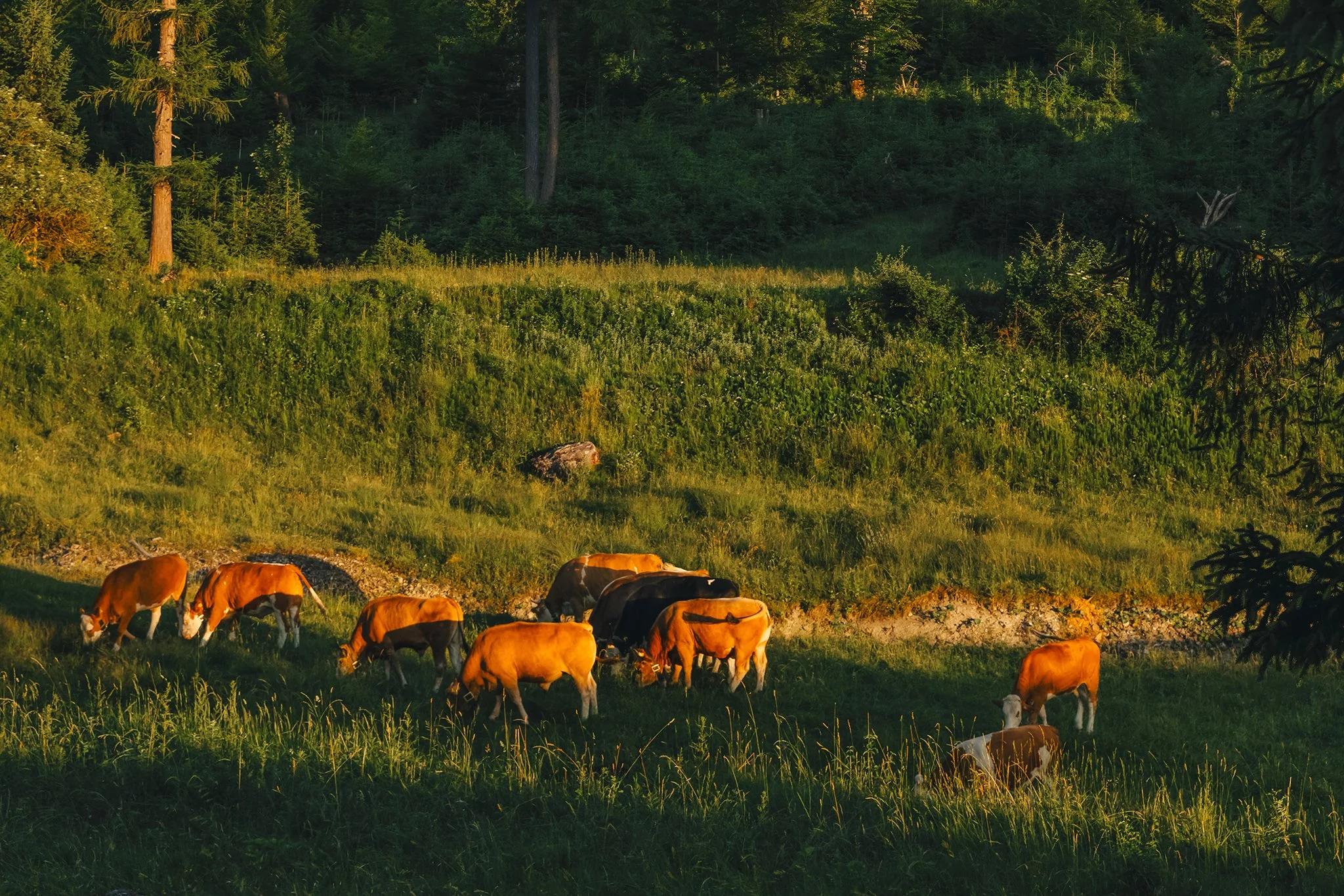 Cows grazing on green grass in a lush pasture with a dense forested hillside in the background illuminated by warm sunlight