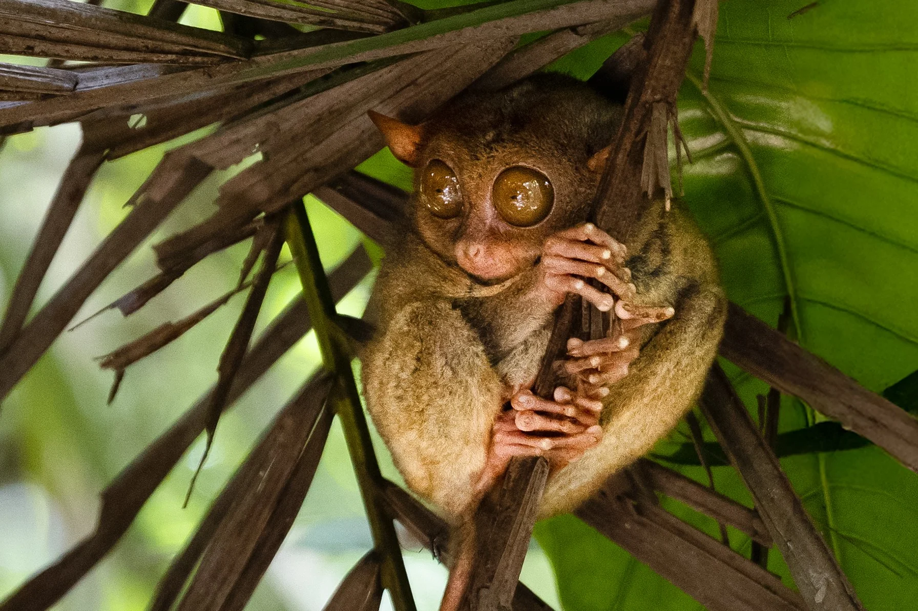 A tarsier perched on a branch among green leaves, with large eyes and brown fur.