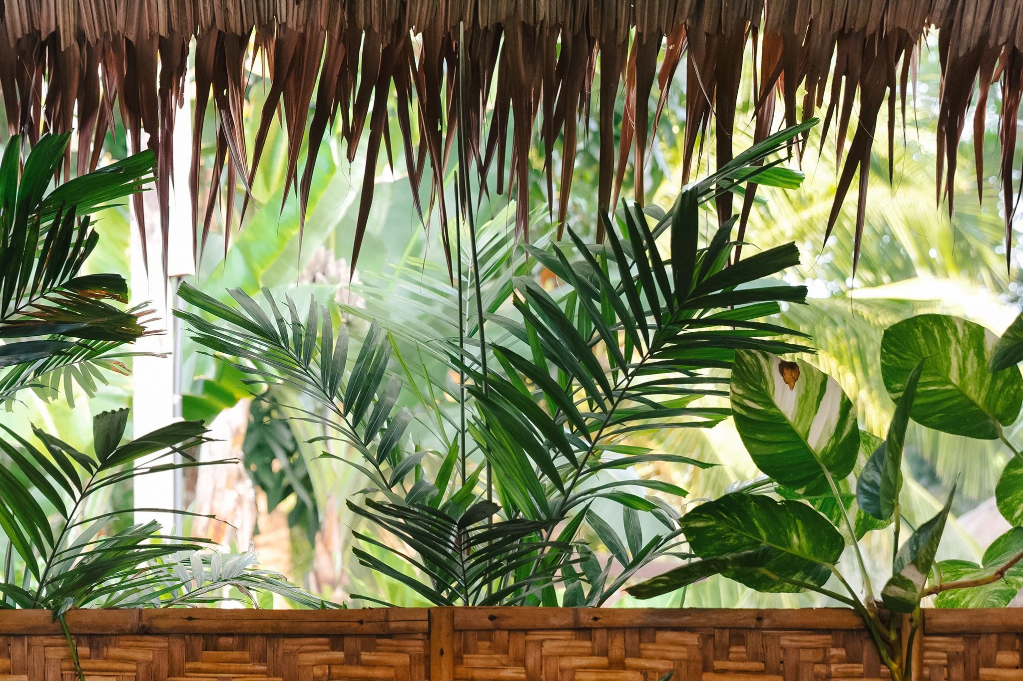 A view through a bamboo and thatch roof into lush green tropical plants and trees, with sunlight filtering through the foliage.