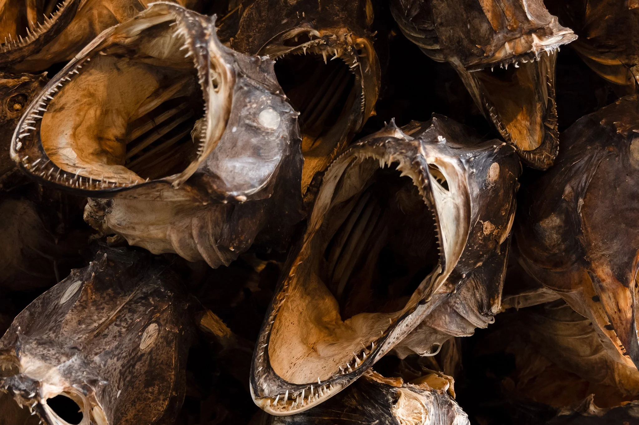 Pile of animal skulls with sharp teeth, possibly from fish or marine creatures.
