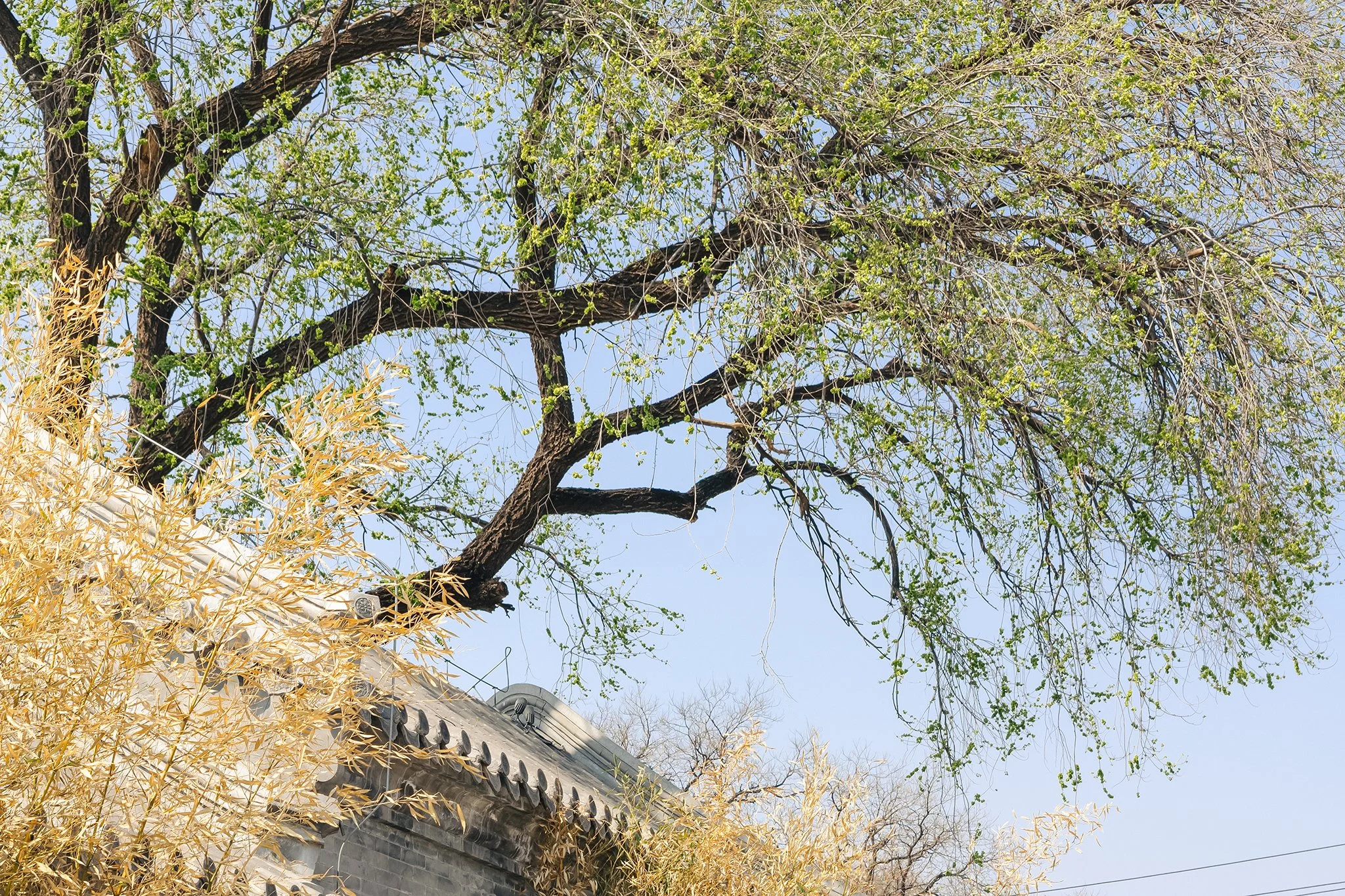 Tree with thin branches and fresh green leaves against a blue sky, with a building with traditional Asian-style roof at the bottom of the image.
