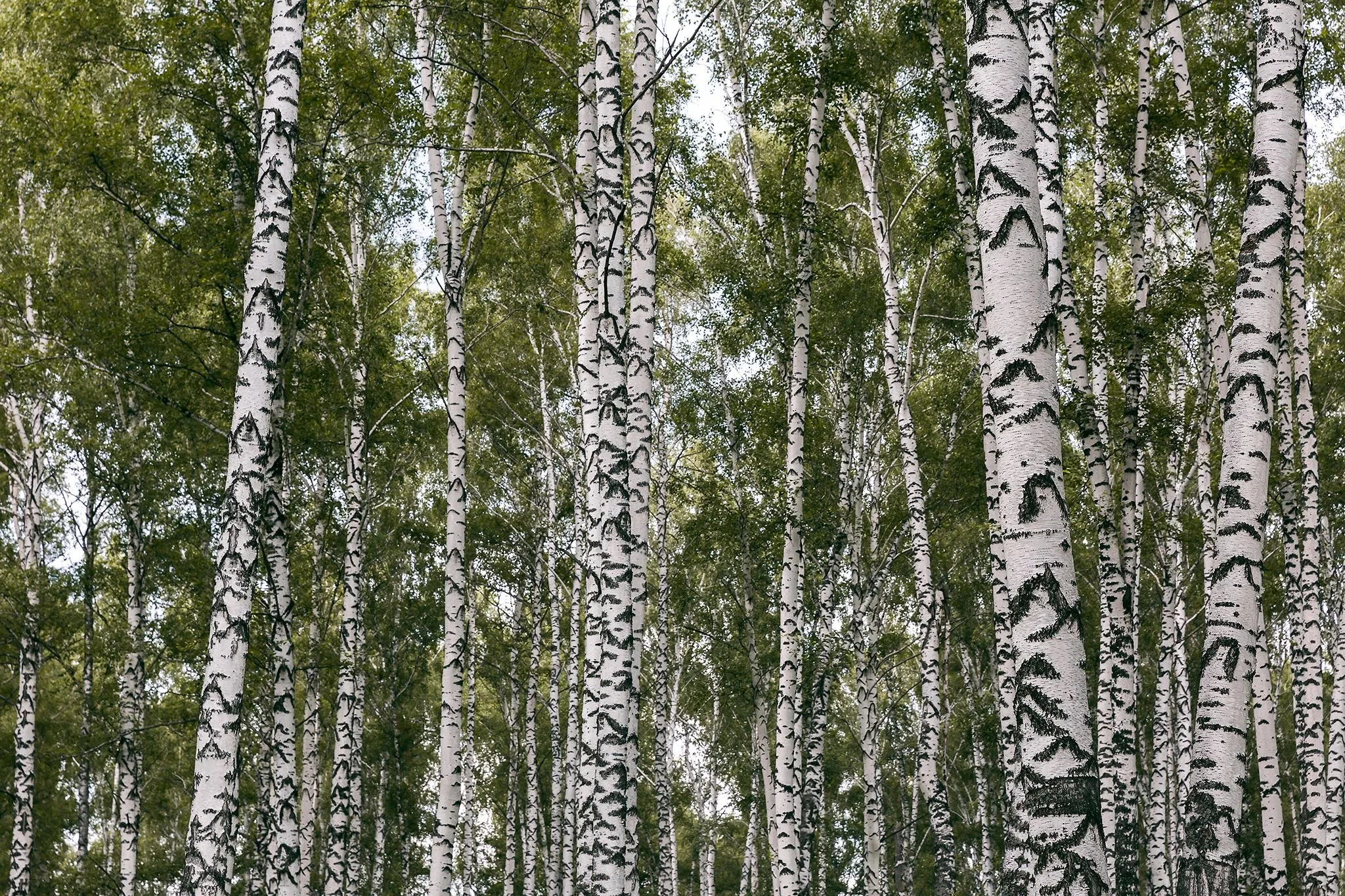 Tall birch trees with white bark and black markings in a forest with green leaves and sky visible through the canopy.