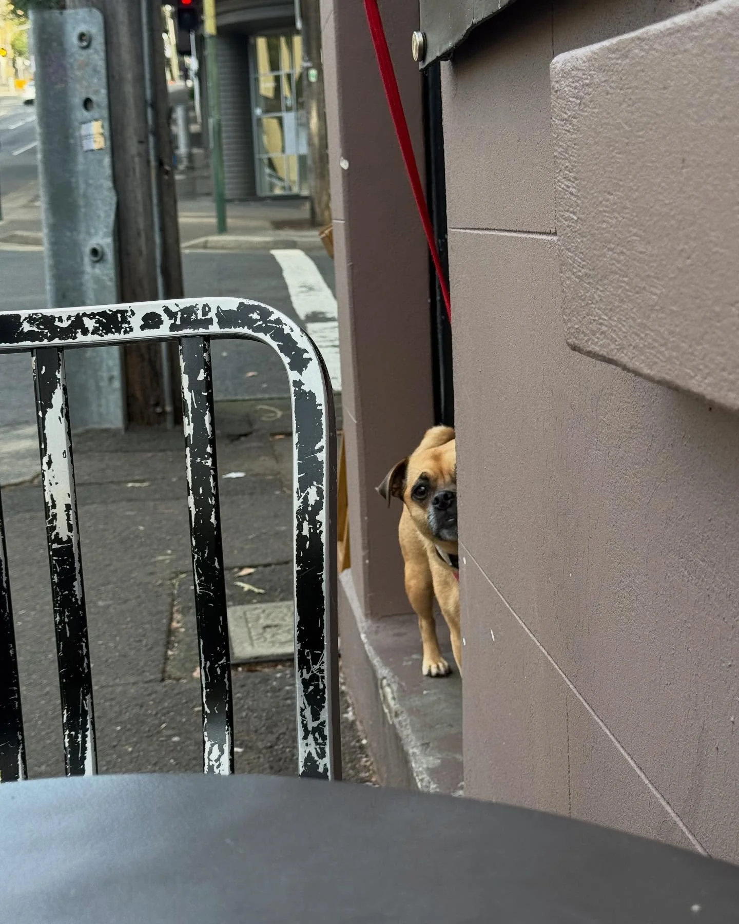 Boss lady π
#barbershop #darlinghurst #sydney #surryhills #dog #beard #haircut