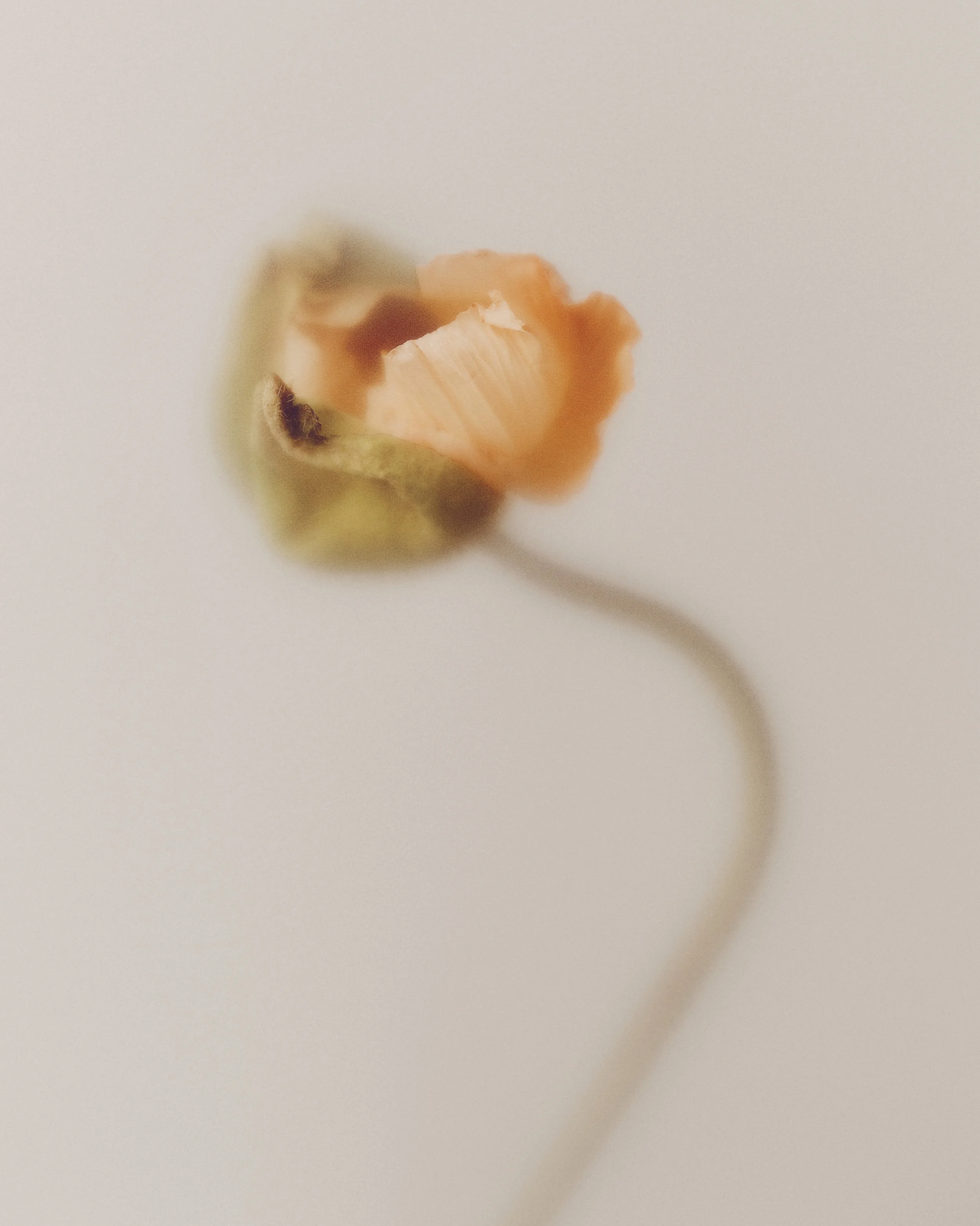 240315_FLOWERS_RAIN-MAGAZINE_STILL_01_AR_010.jpg