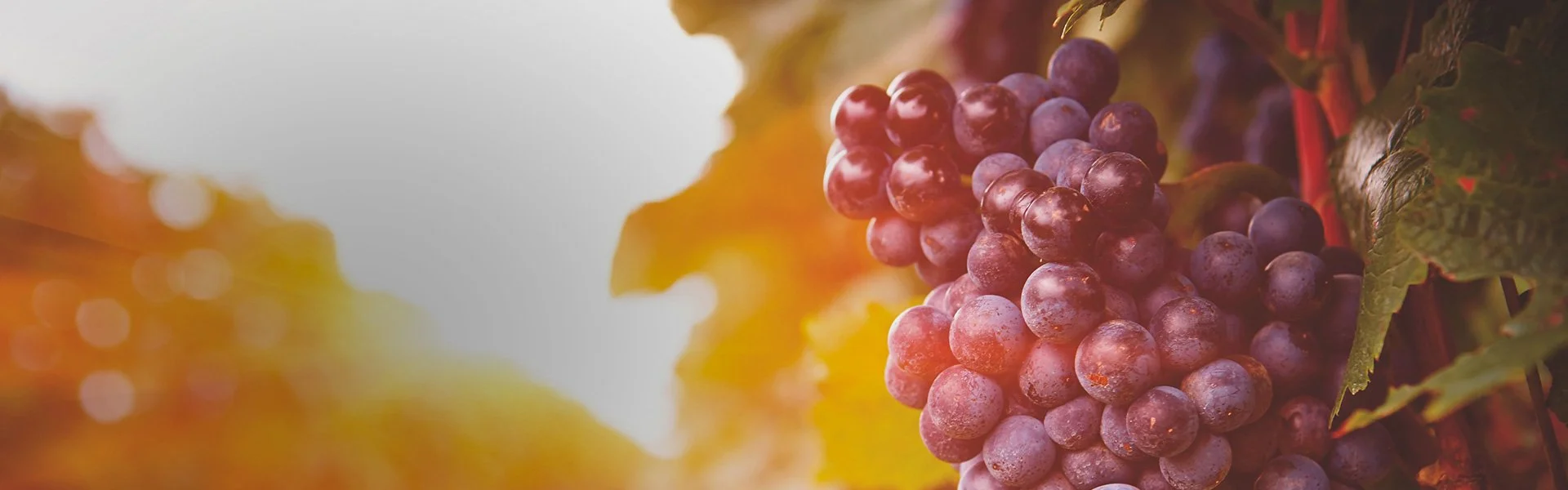 Syngenta Biologicals