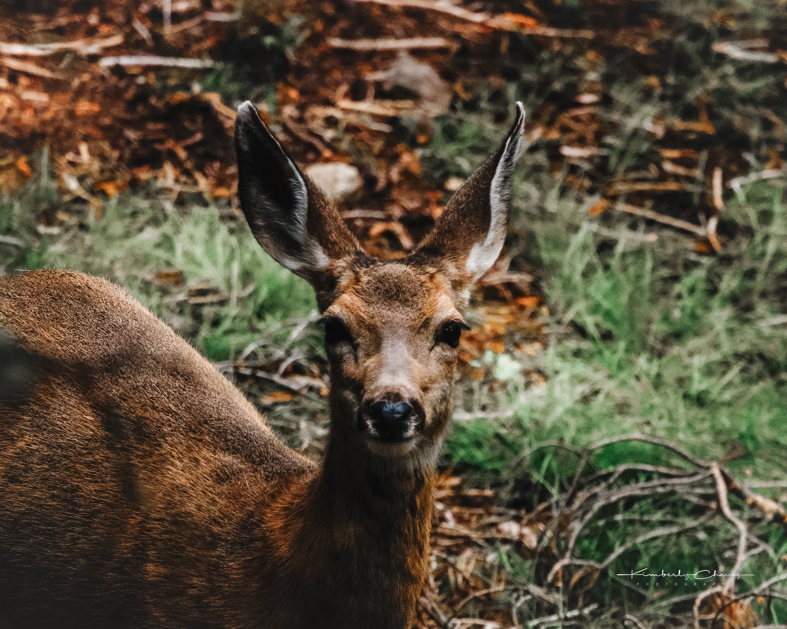 Yellowstone Deer.jpeg