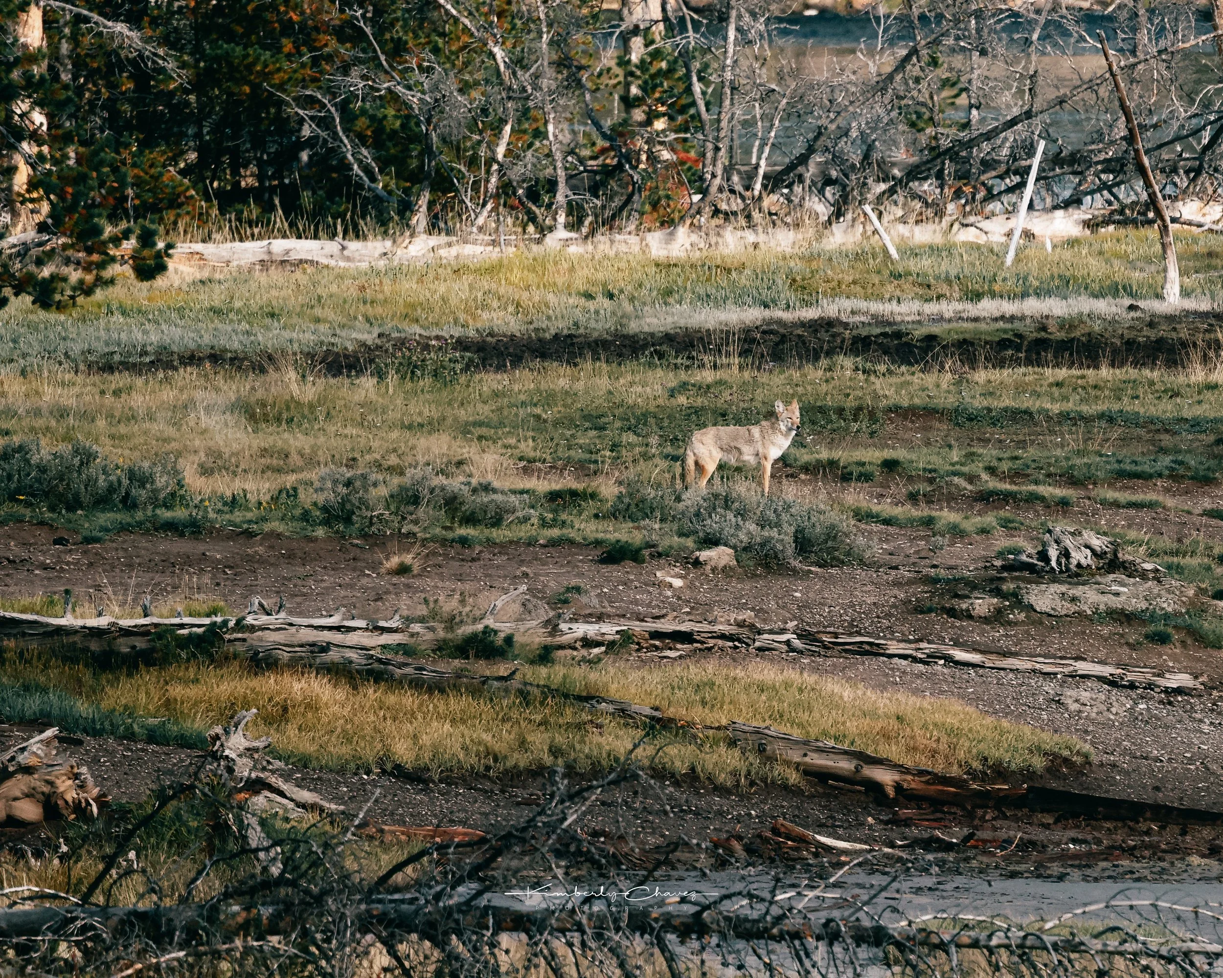 Yellowstone coyote-6.jpeg