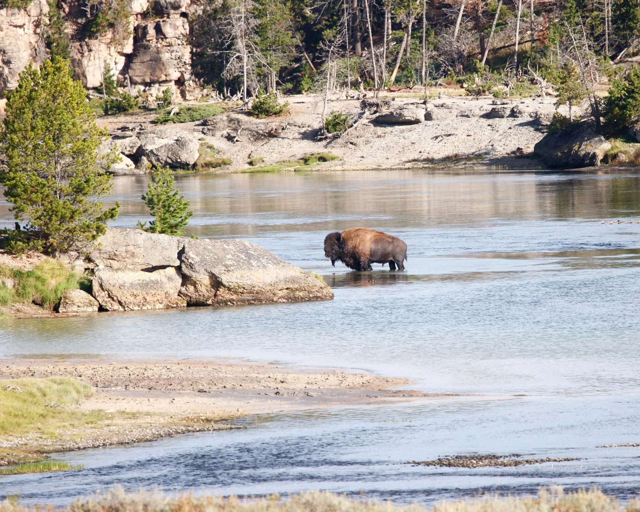 Yellowstone Squirrel-2.jpg