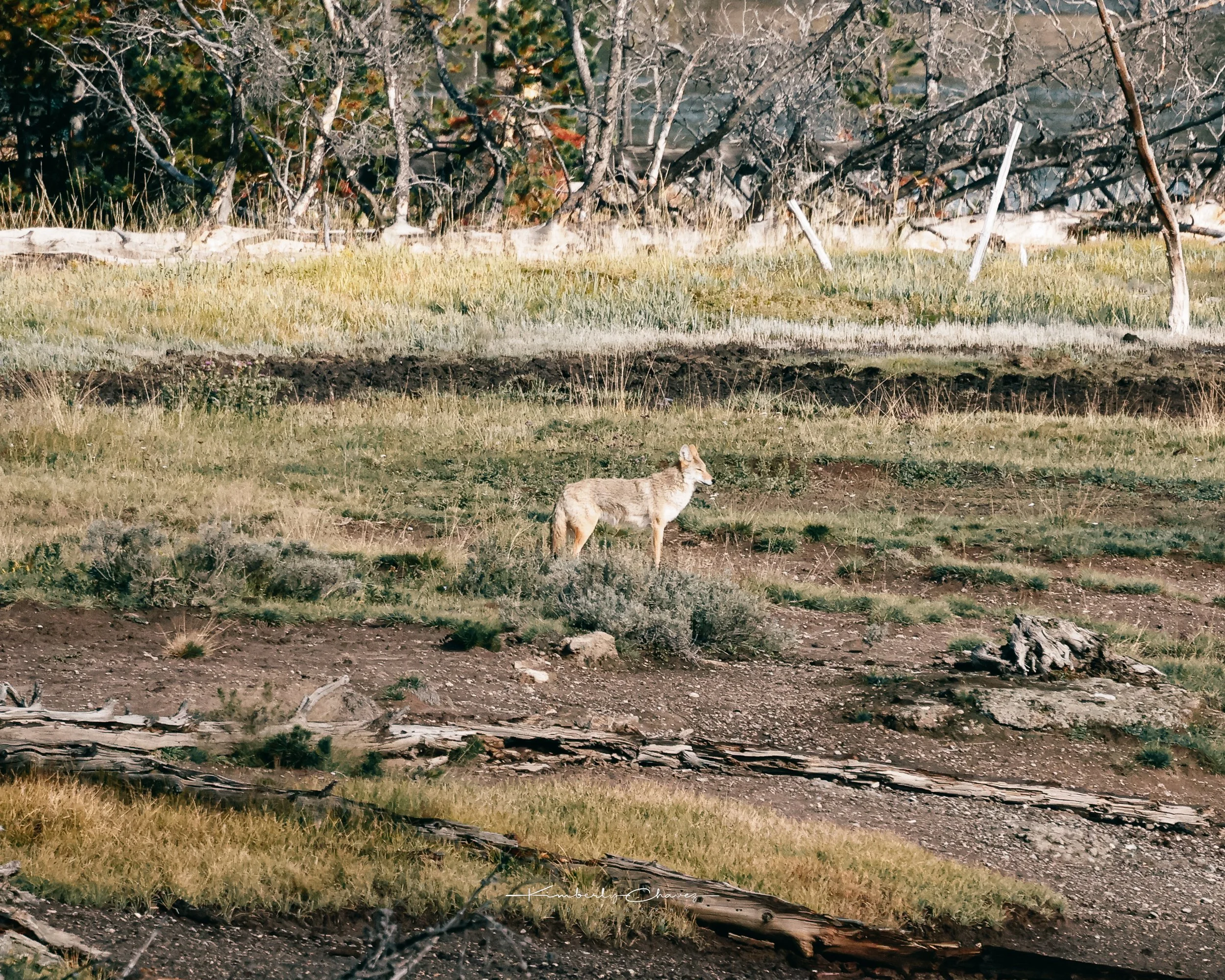 Yellowstone coyote-5.jpeg