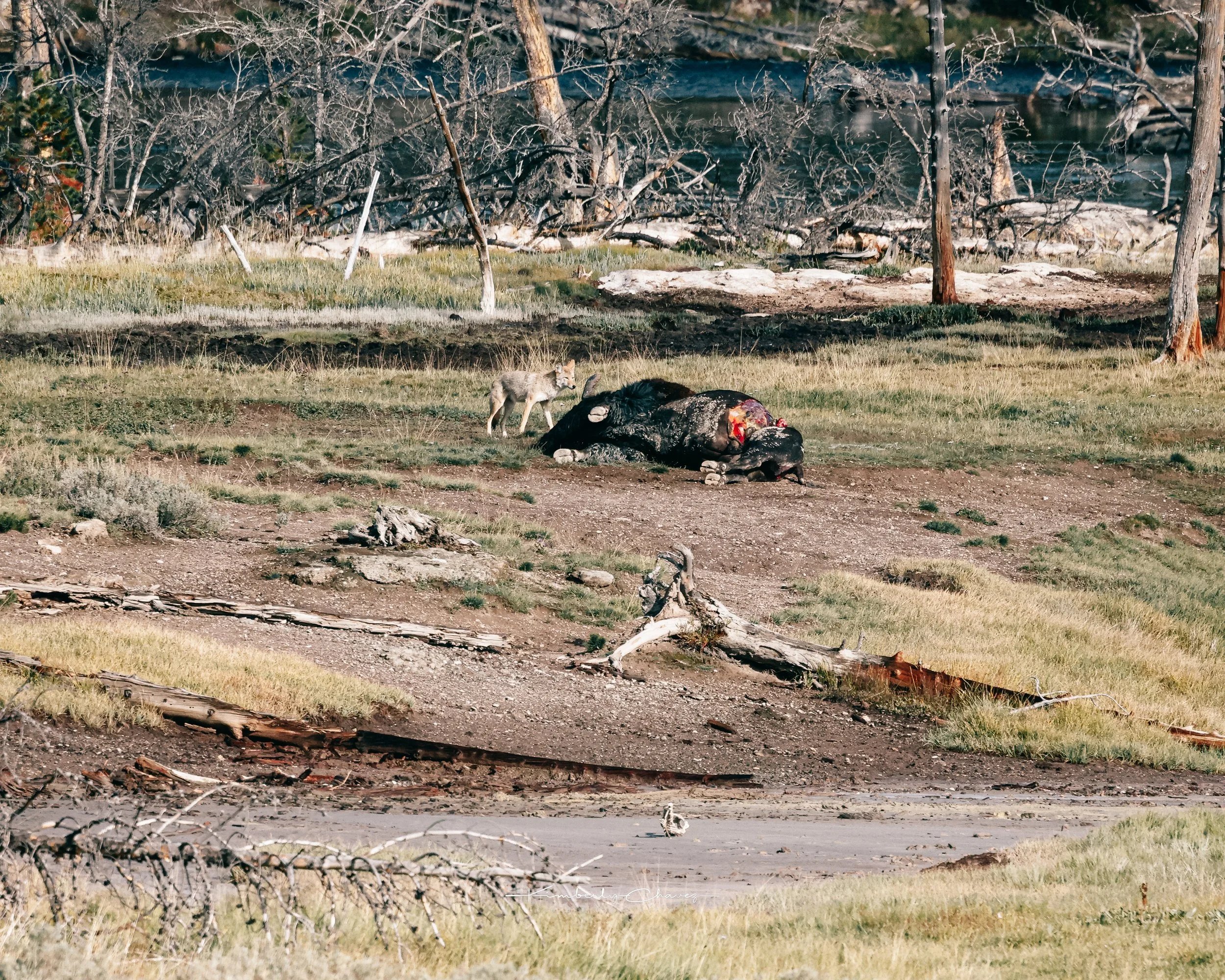 Yellowstone coyote-7.jpeg